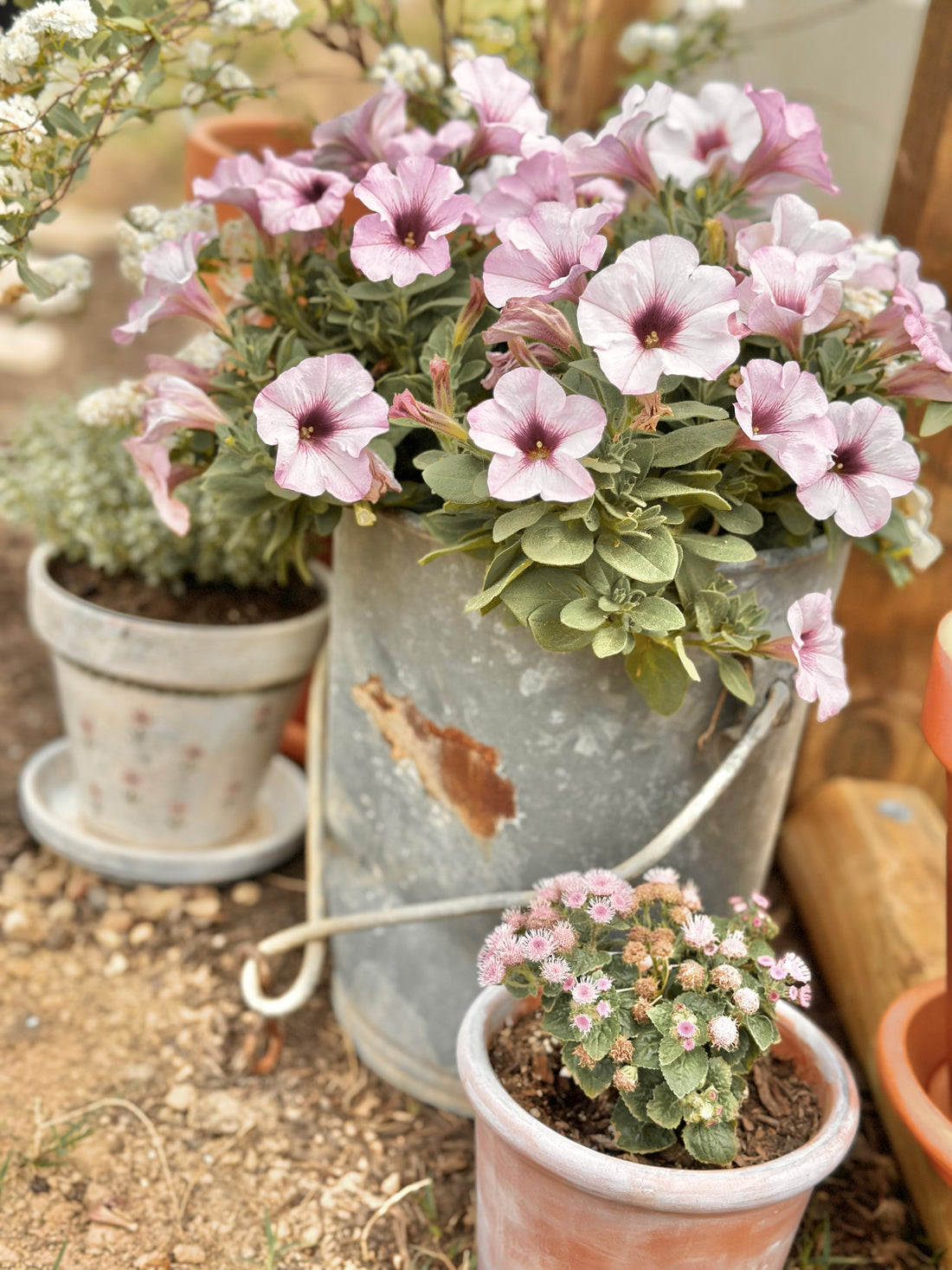Creating Cottage Charm with ZinniaSeeds.com