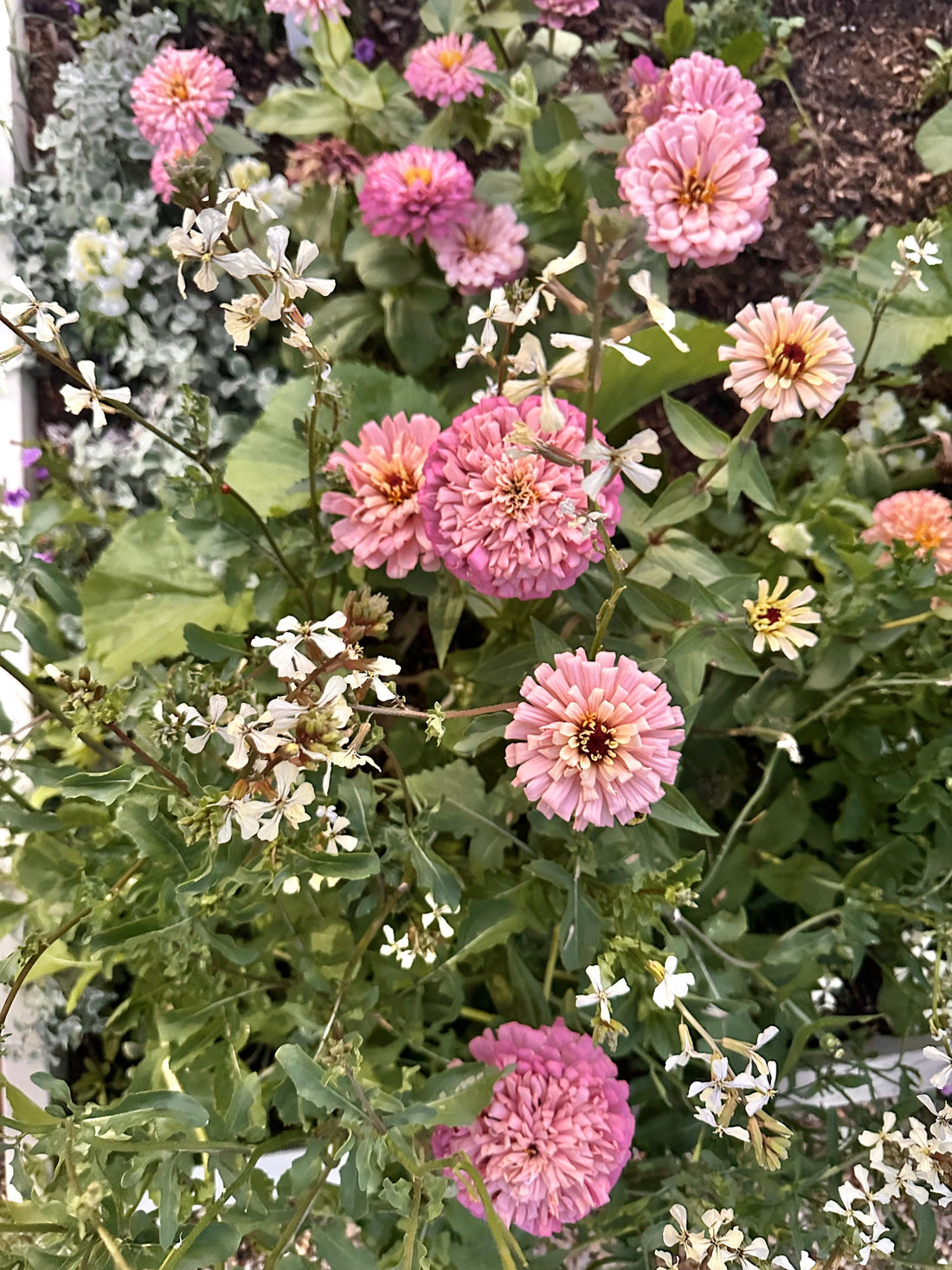 Zinnias and Their Best Garden Friends