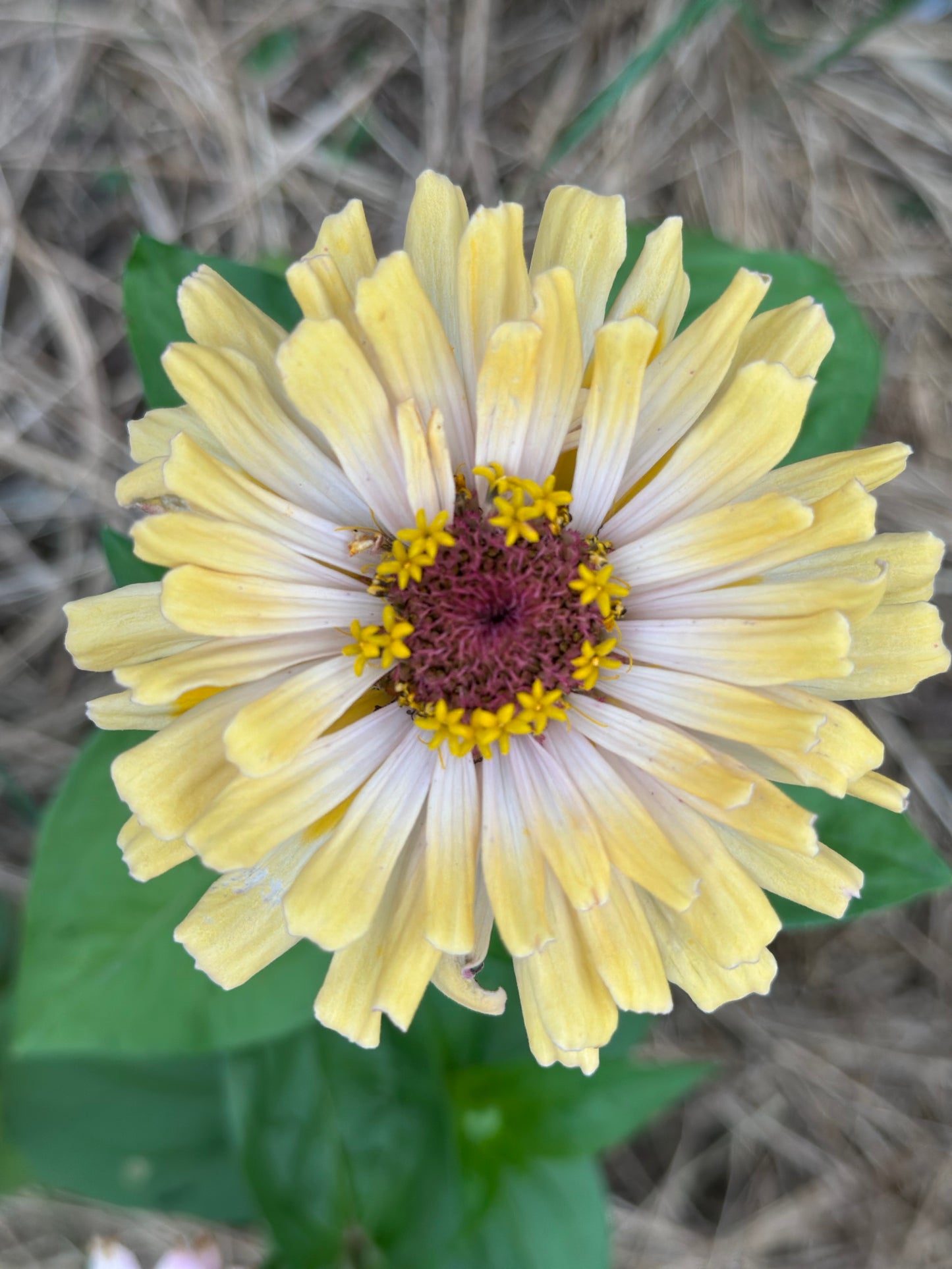 2025 Zinnia Seed Fundraiser Mix Pre-Order Shipping July 2025