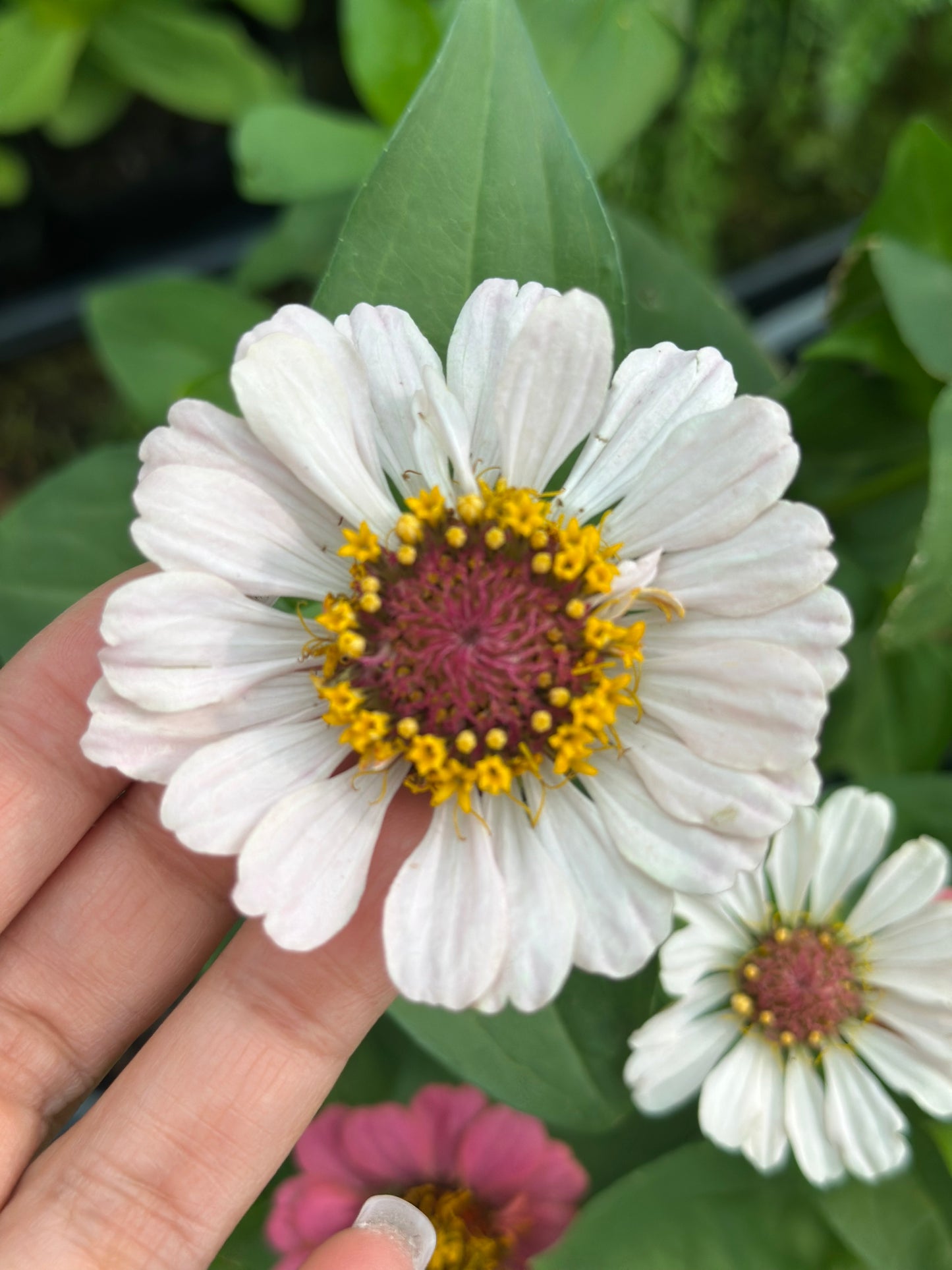 Strawberry Bon Bon Zinnia Seeds