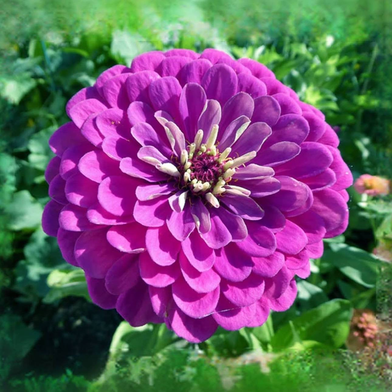 Gigantica Lavender Zinnia Seeds