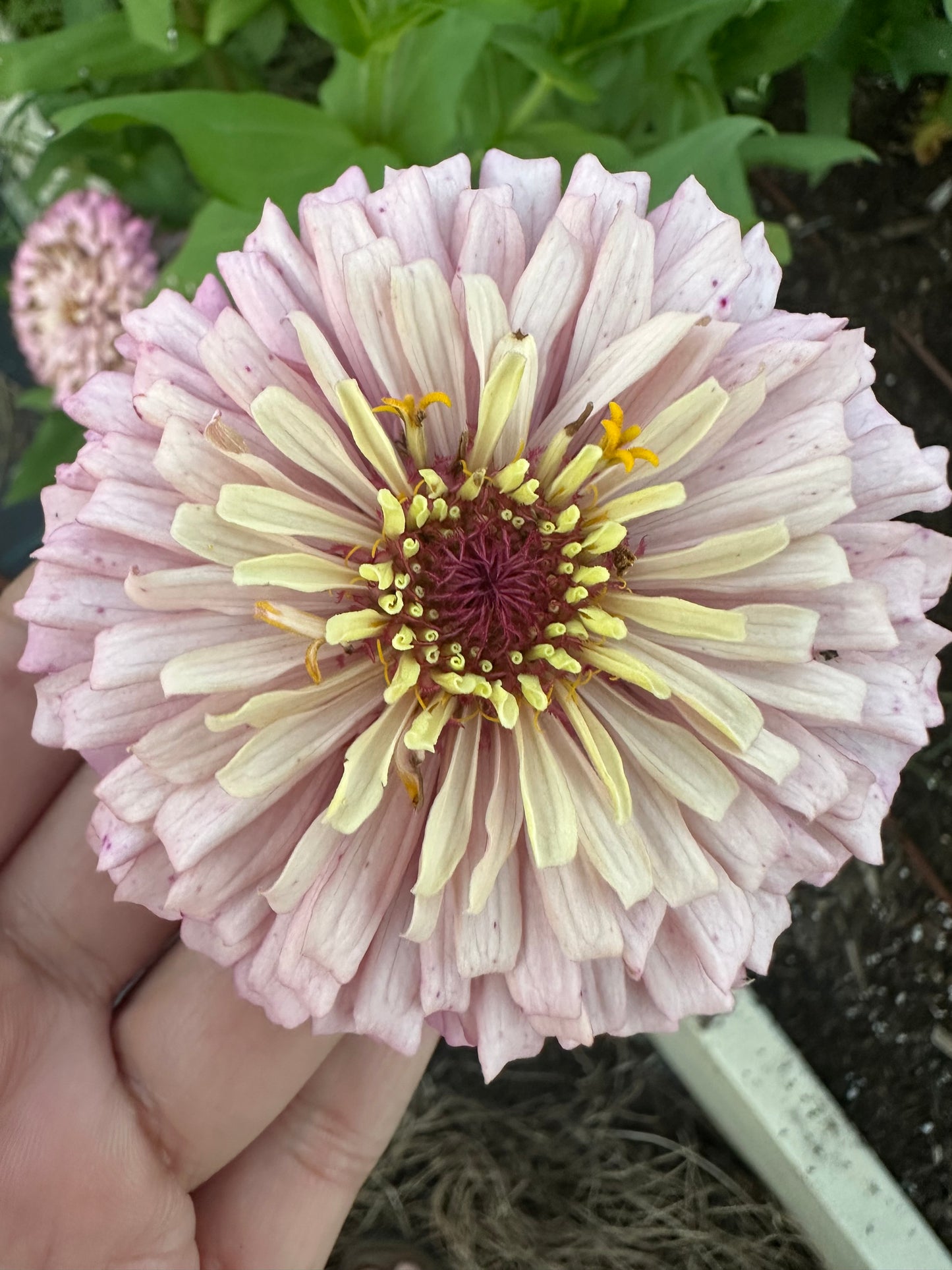 Mare’s Mix Zinnia Seeds