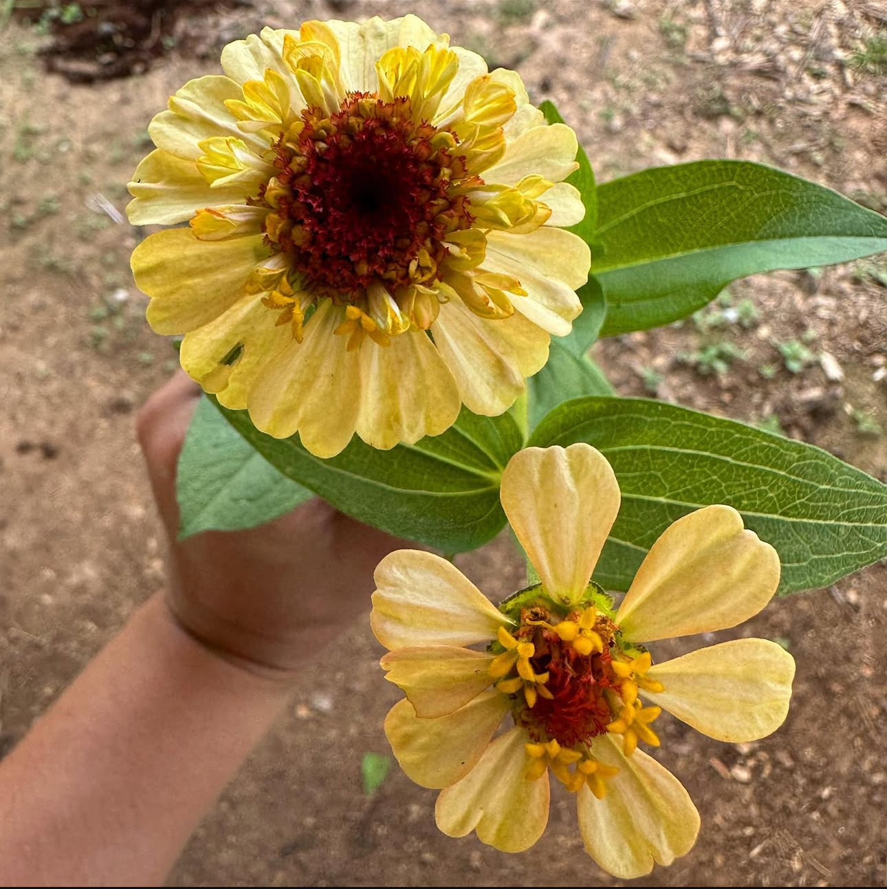 Oklahoma Golden Yellow Zinnia Seeds