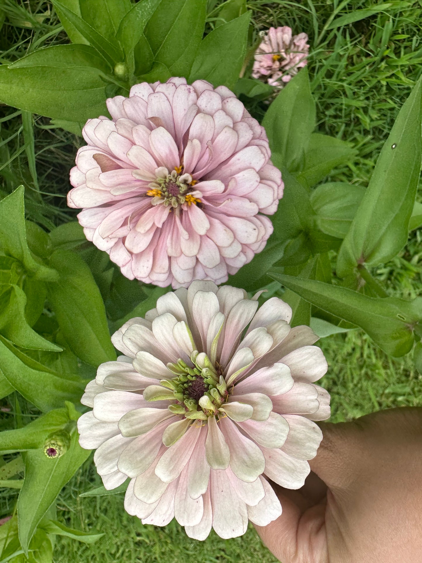 Mare’s Mix Zinnia Seeds