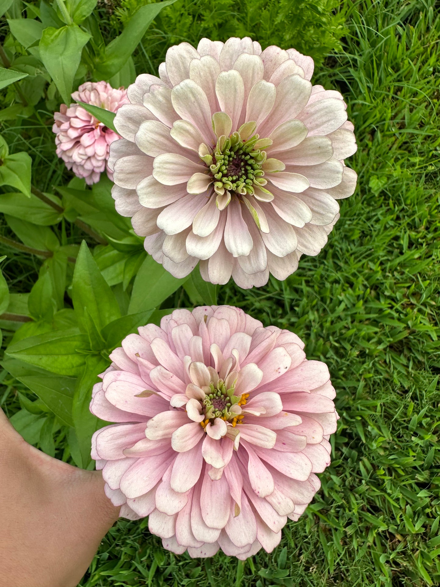 Mare’s Mix Zinnia Seeds