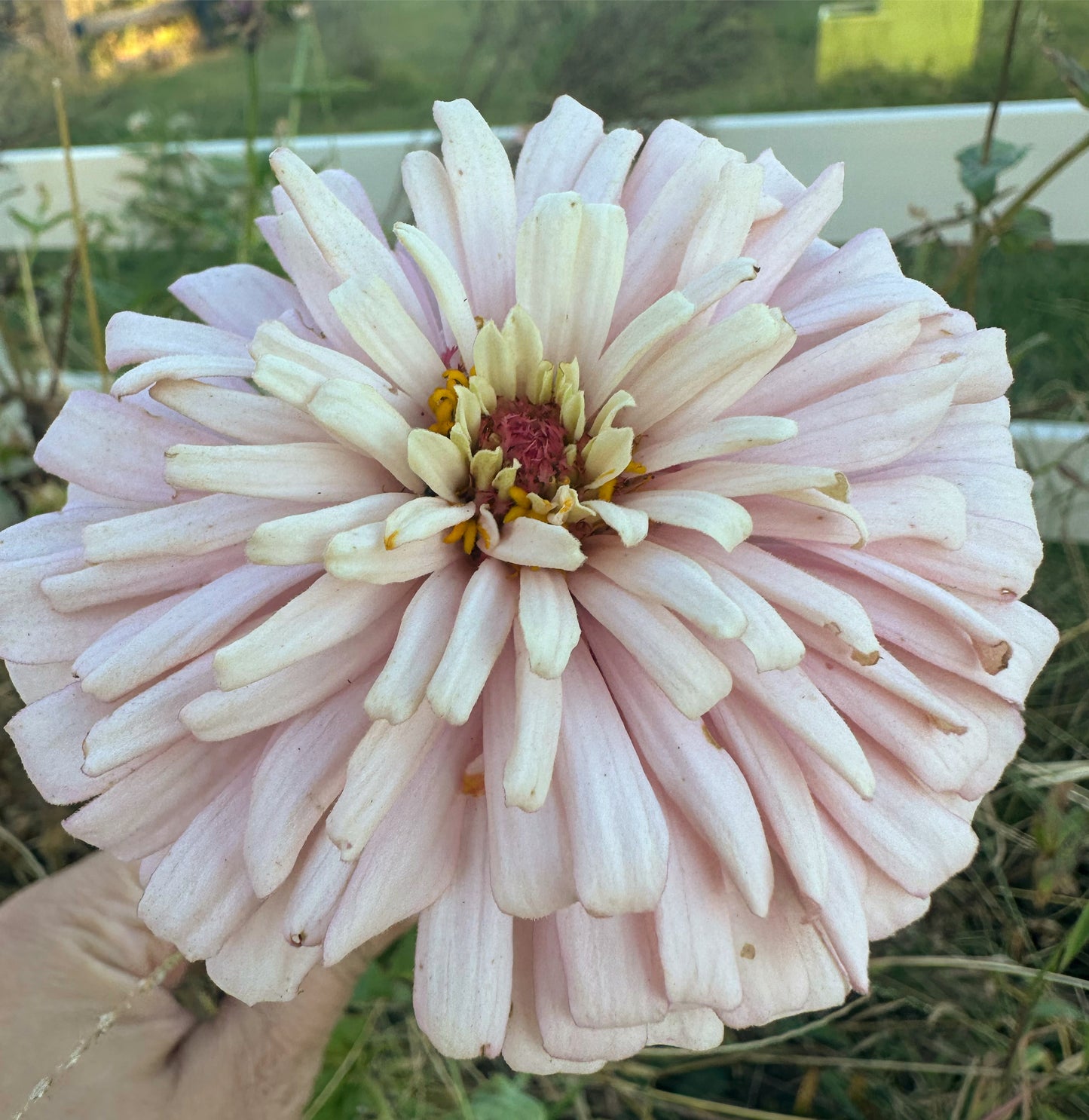 Pink Champagne Zinnia Seed Breeder’s pack Fall Shipping