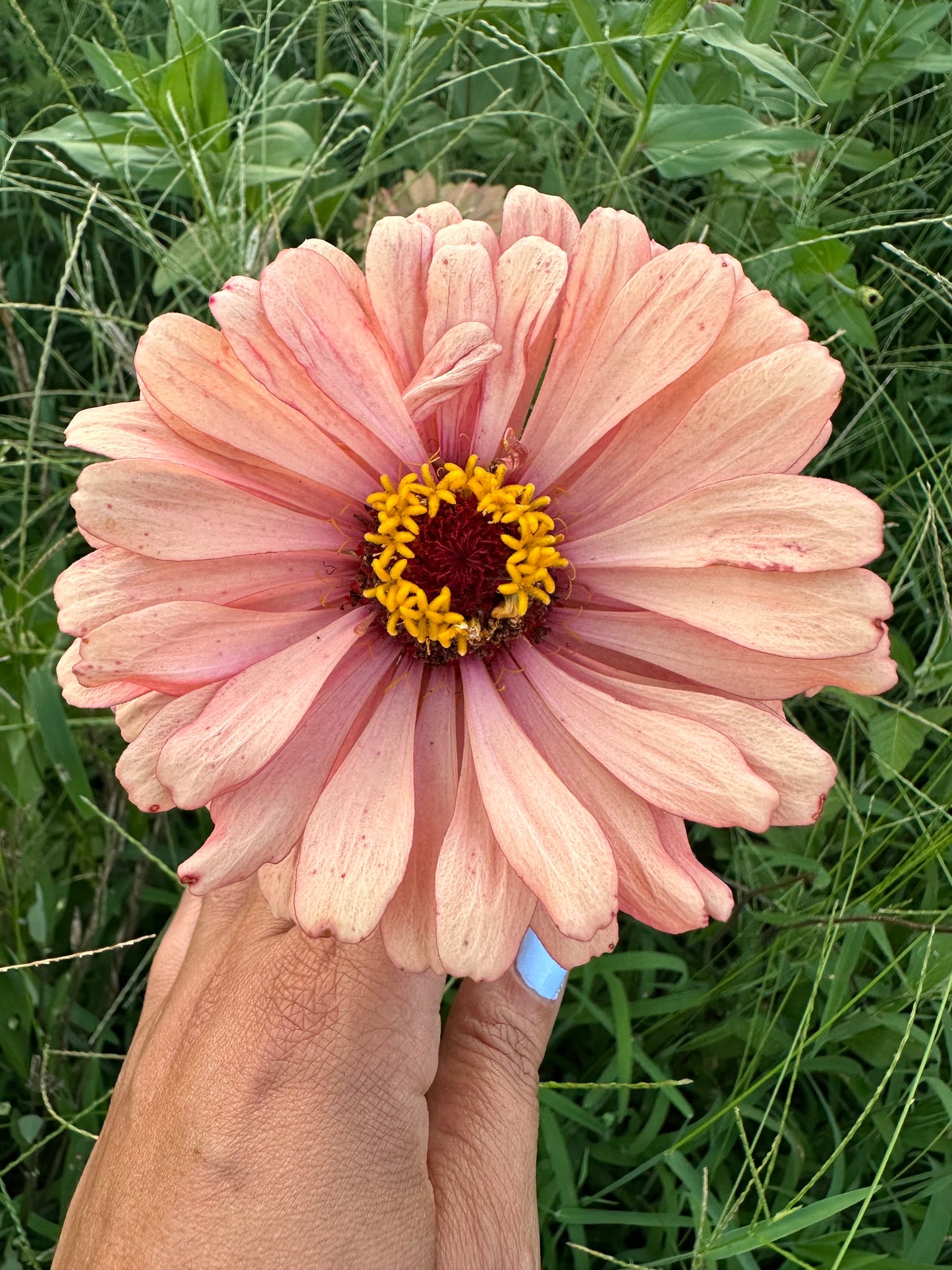 Apricot Zinnia Seeds Breeder’s pack