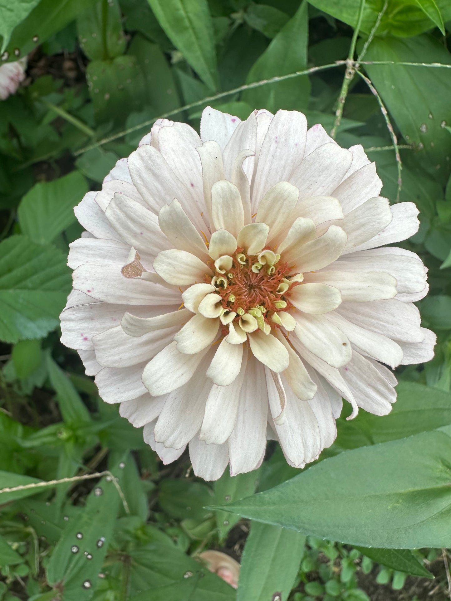 Mare’s Mix Zinnia Seeds