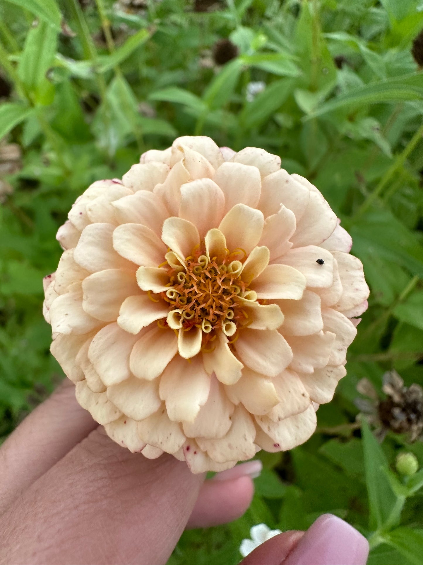 NEW!! Macaron Zinnia Seed Mix!