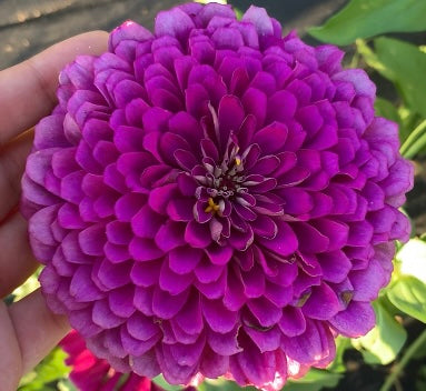 Purple Prince Zinnia Seeds
