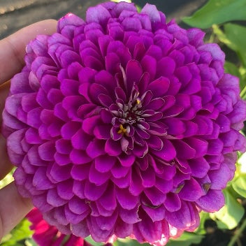 Purple Prince Zinnia Seeds