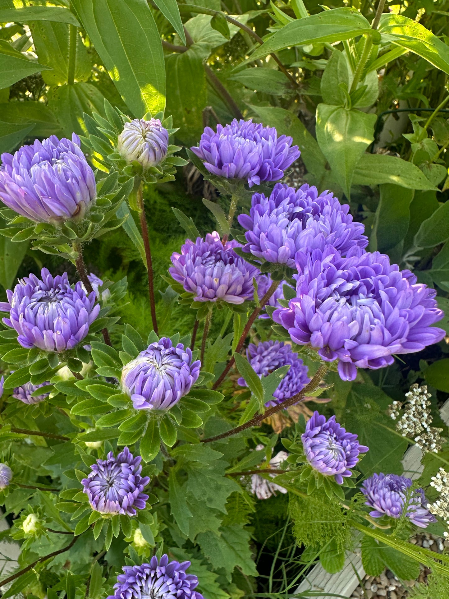 Tower Blue
China Aster Cut Flower Seed