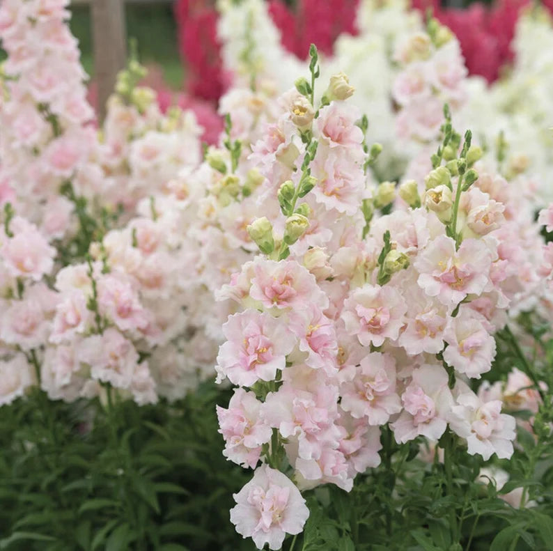 Double Frappe Light Pink Snapdragon Cut Flower seed