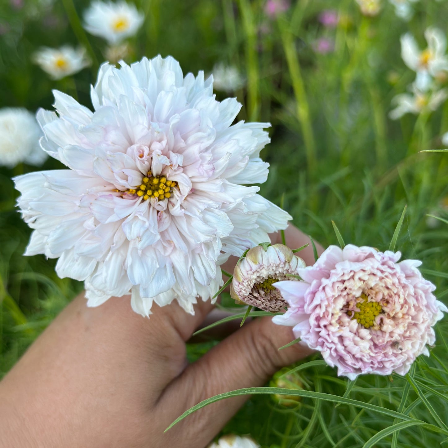 Seed Fundraiser Pink Petticoat Mix 2025
