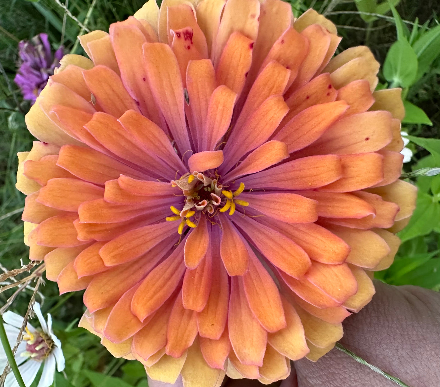Mangonada Zinnia Seed Mix