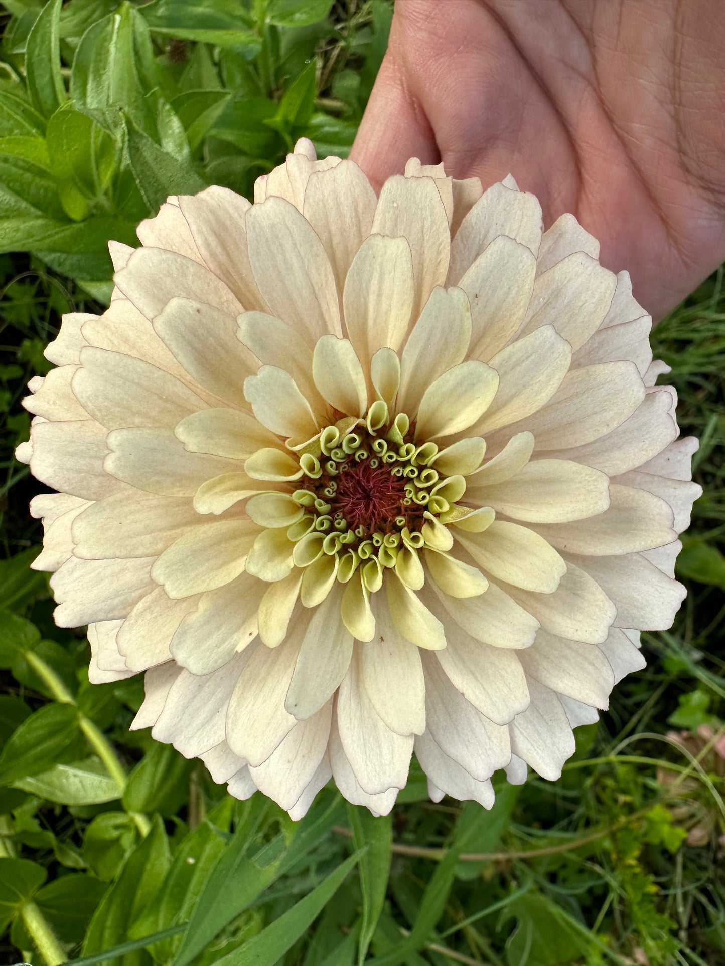 Mare’s Mix Zinnia Seeds