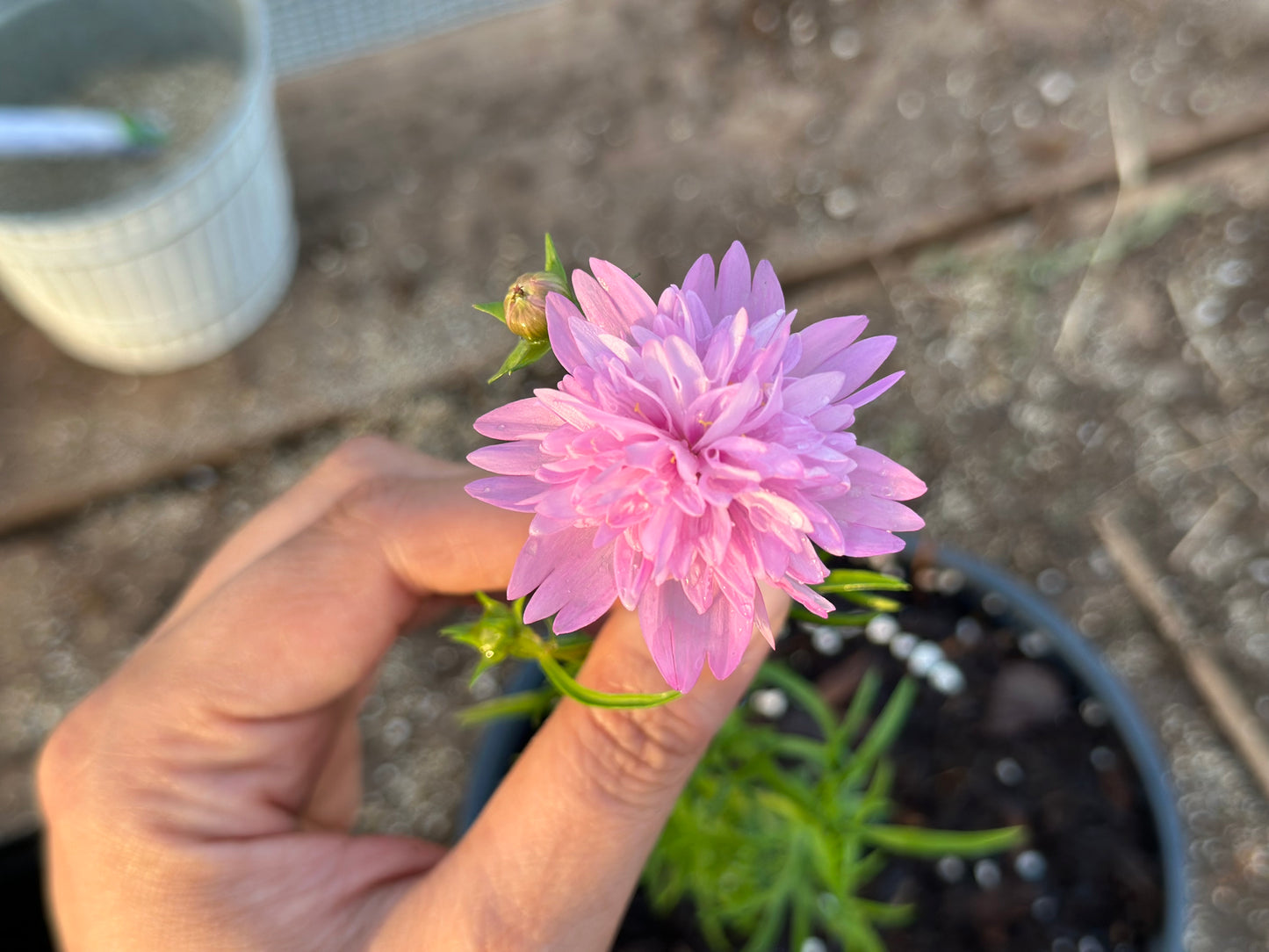 Popsocks Cosmos Strawberry Bulk Seed