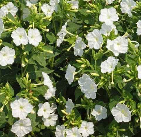 White 4 O’ Clock Seeds