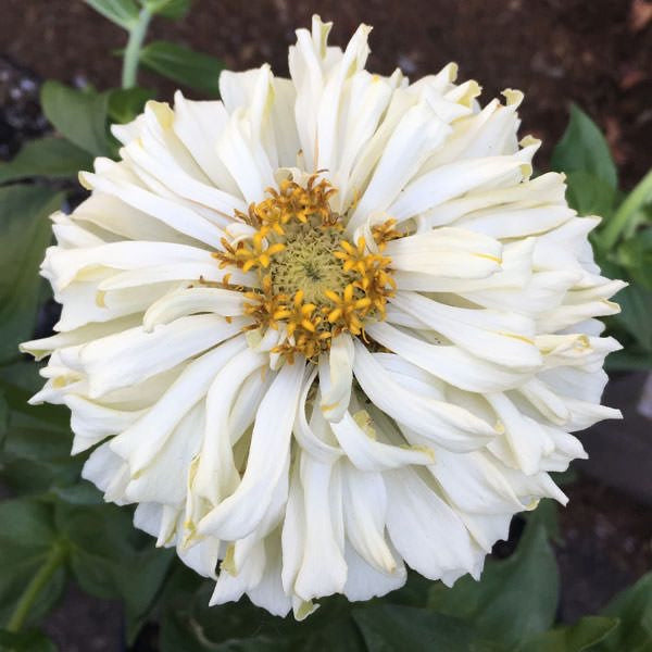 Icicles Cactus Zinnia Seeds