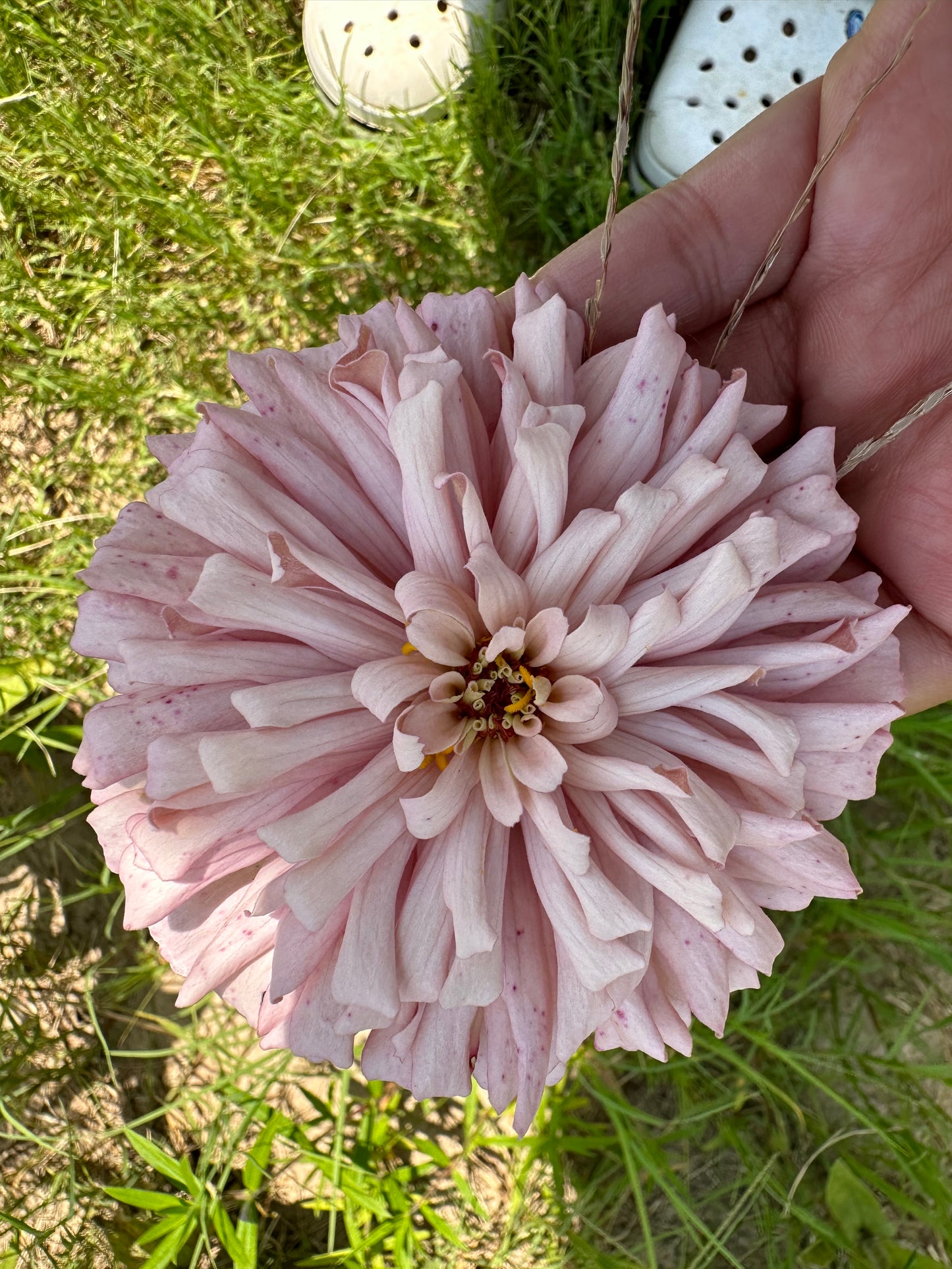 Pastel Pink Zinnia Seeds Breeder’s Pack