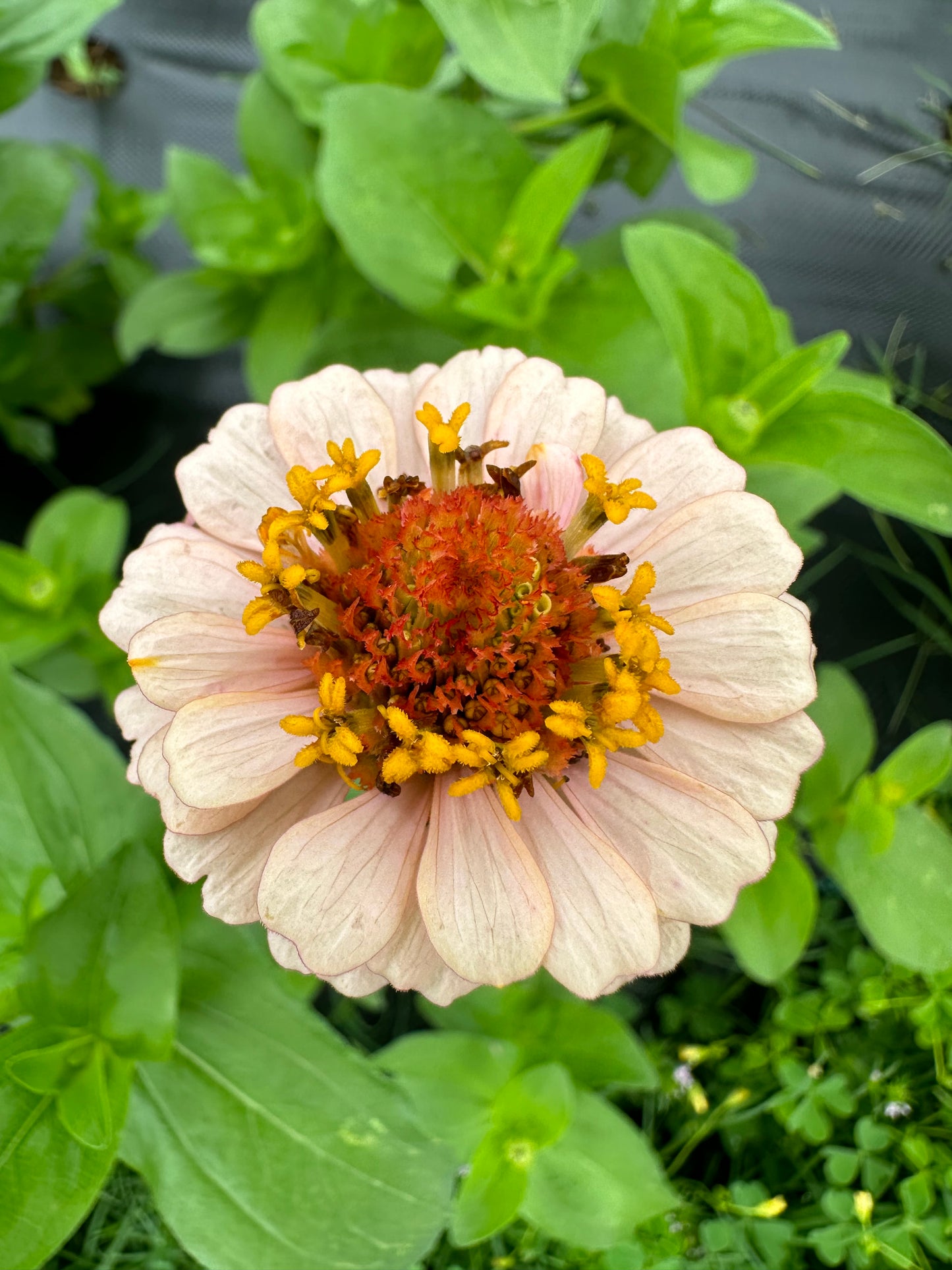 Thumbelina Mix Dwarf Zinnia seeds