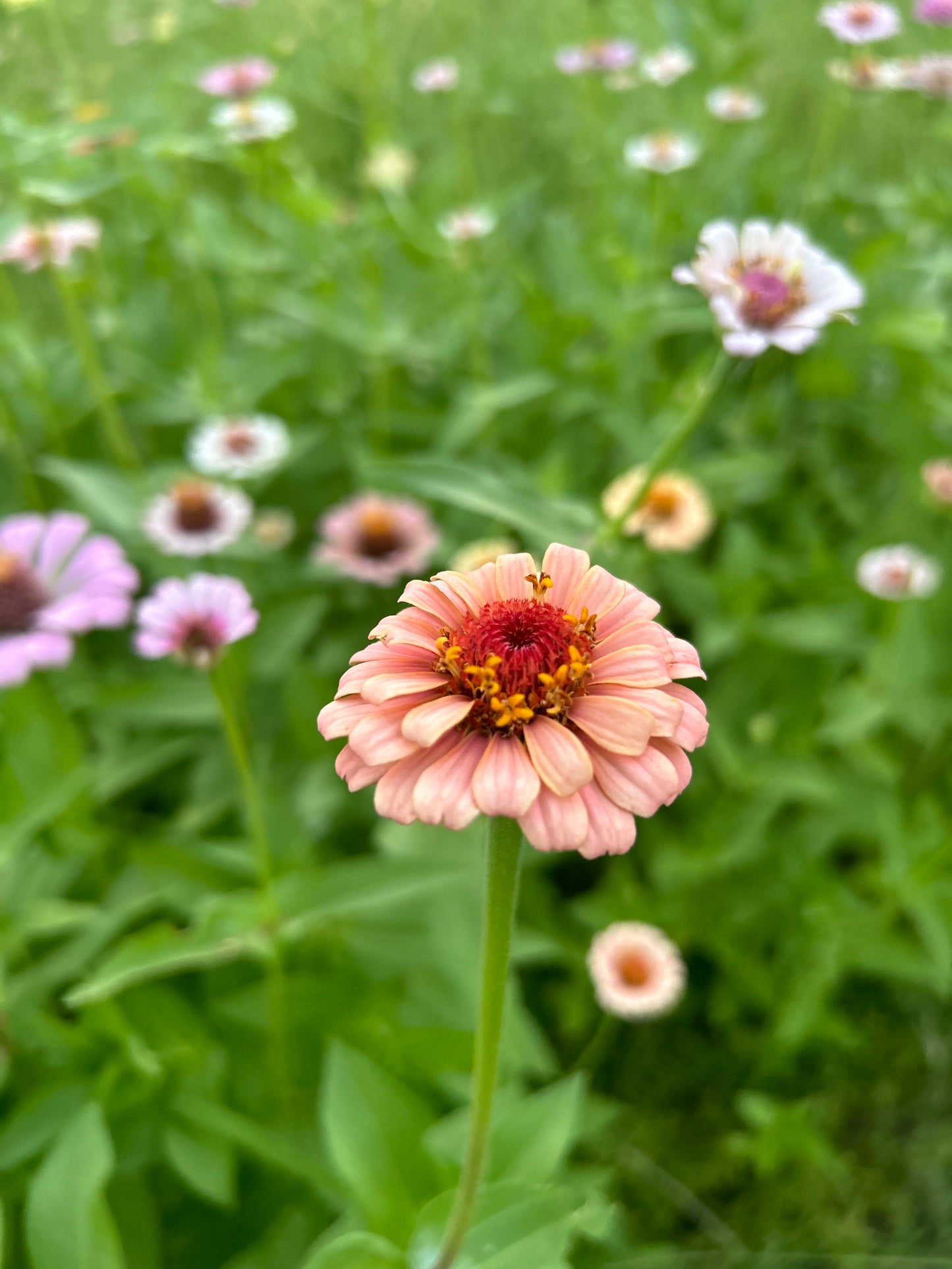 Mangonada Zinnia Seed Mix