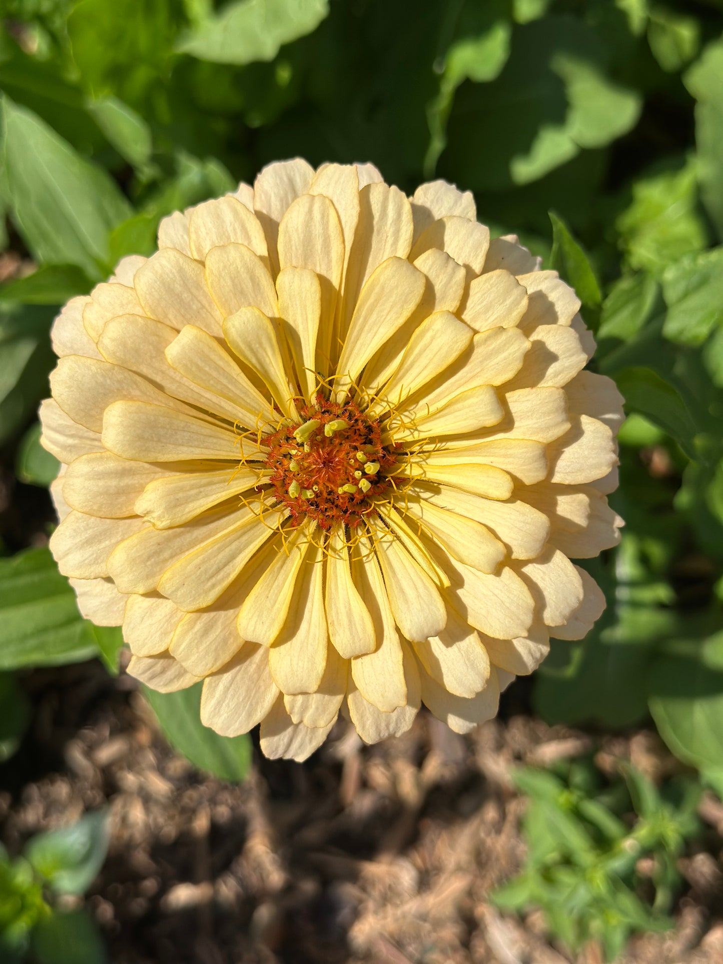 2025 Zinnia Seed Fundraiser Mix Pre-Order Shipping July 2025