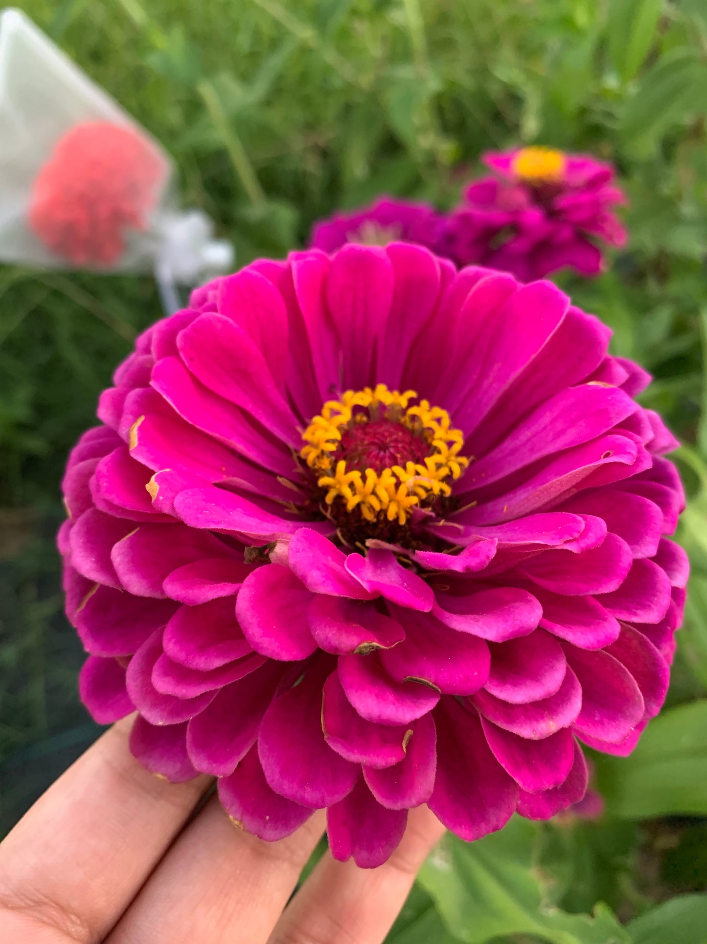 Purple Prince Zinnia Seeds