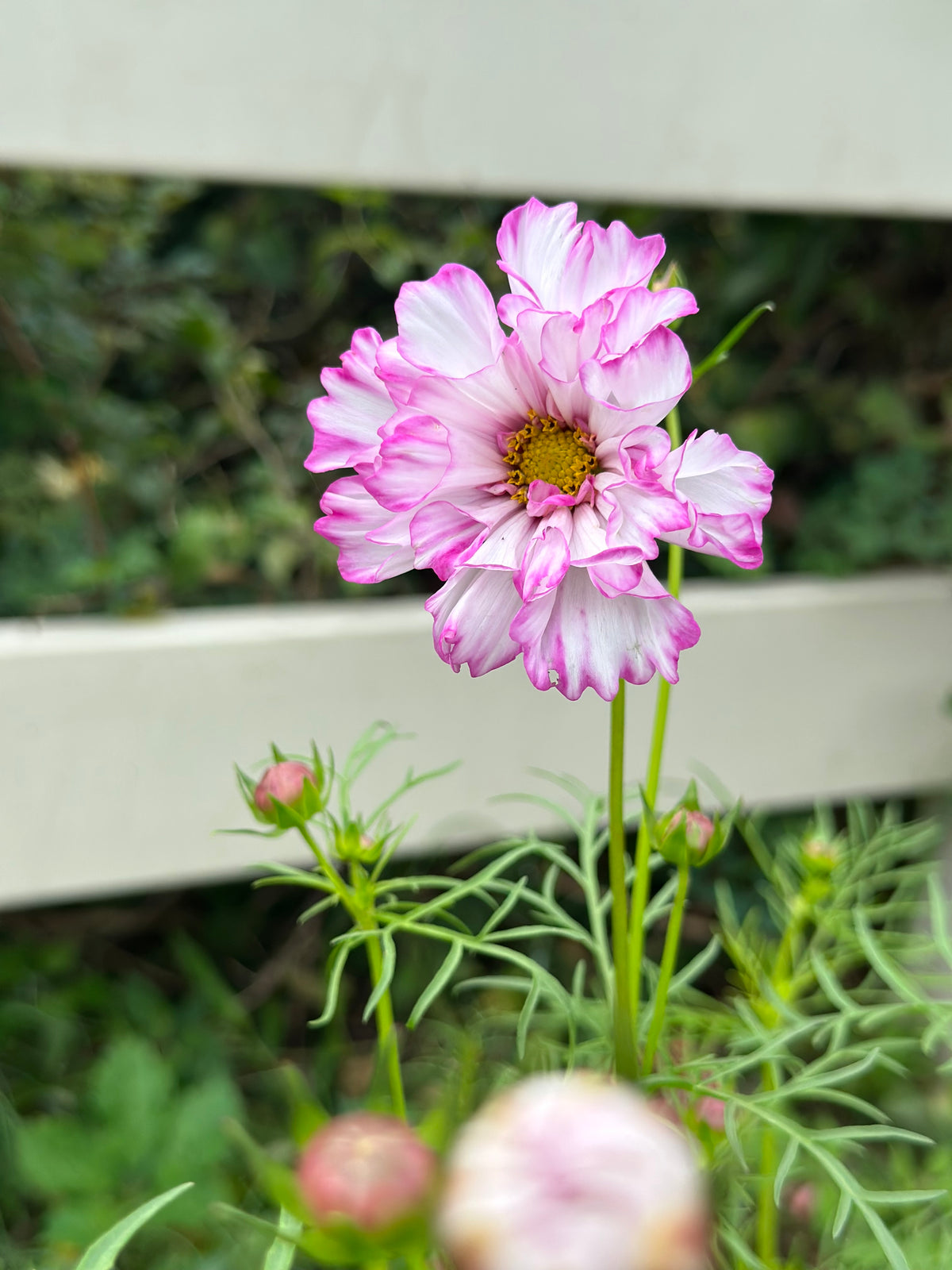 Cosmos Muted Breeding Project Cut Flower Seed