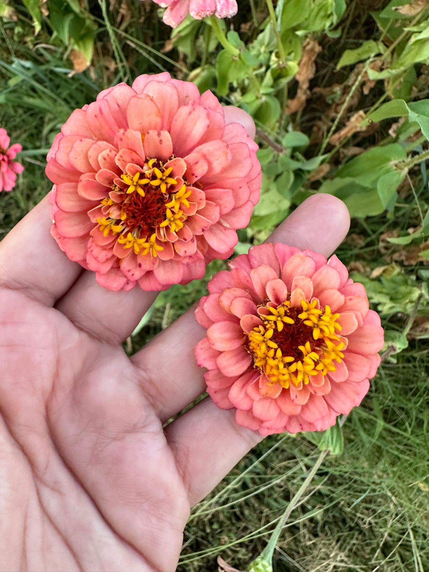 Mangonada Zinnia Seed Mix