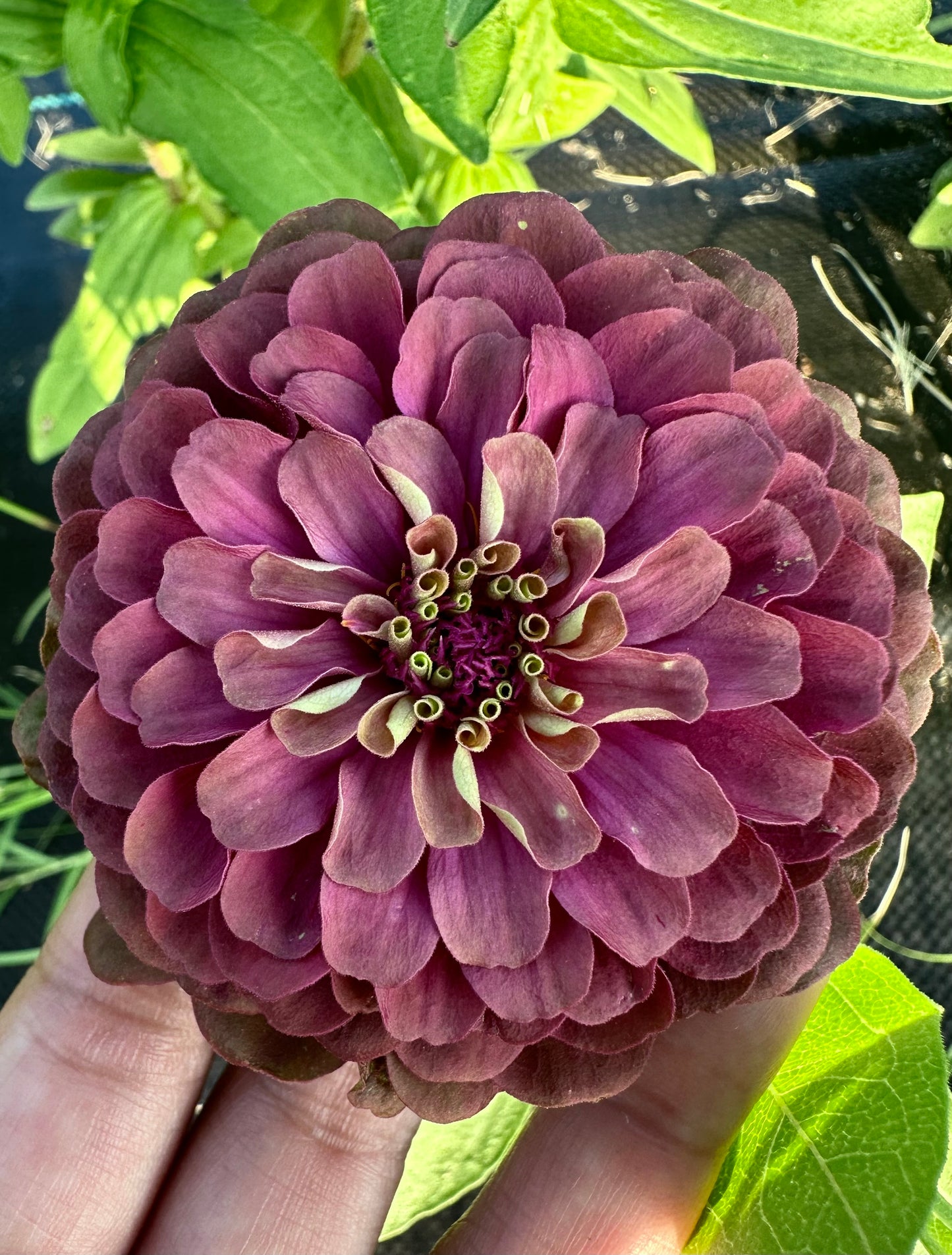 Mare’s Mix Zinnia Seeds