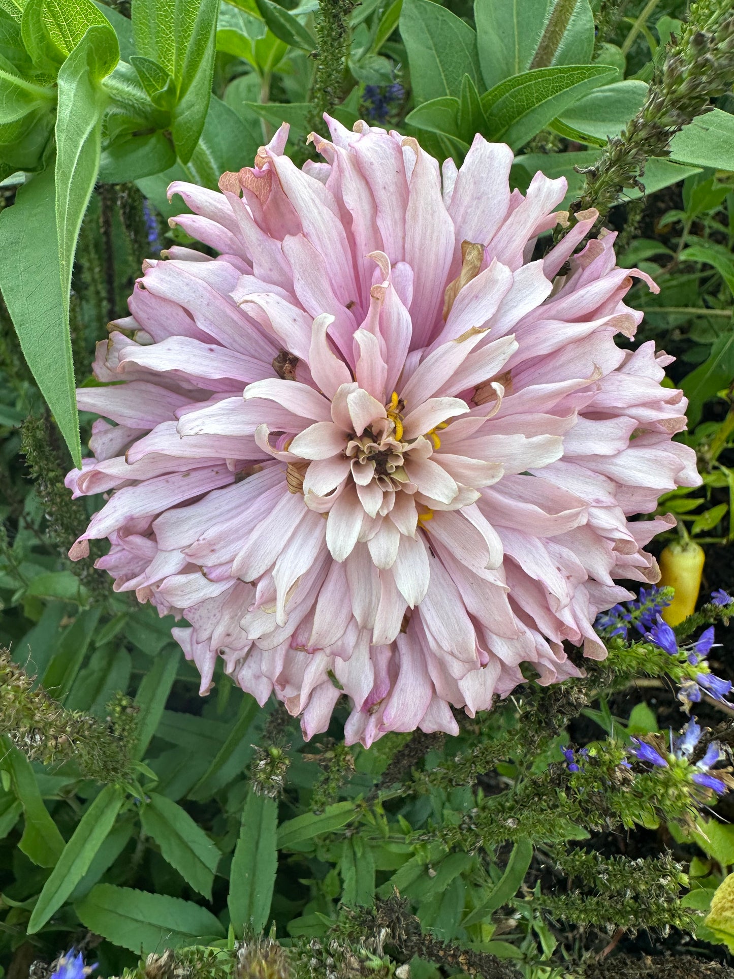 Mare’s Mix Zinnia Seeds