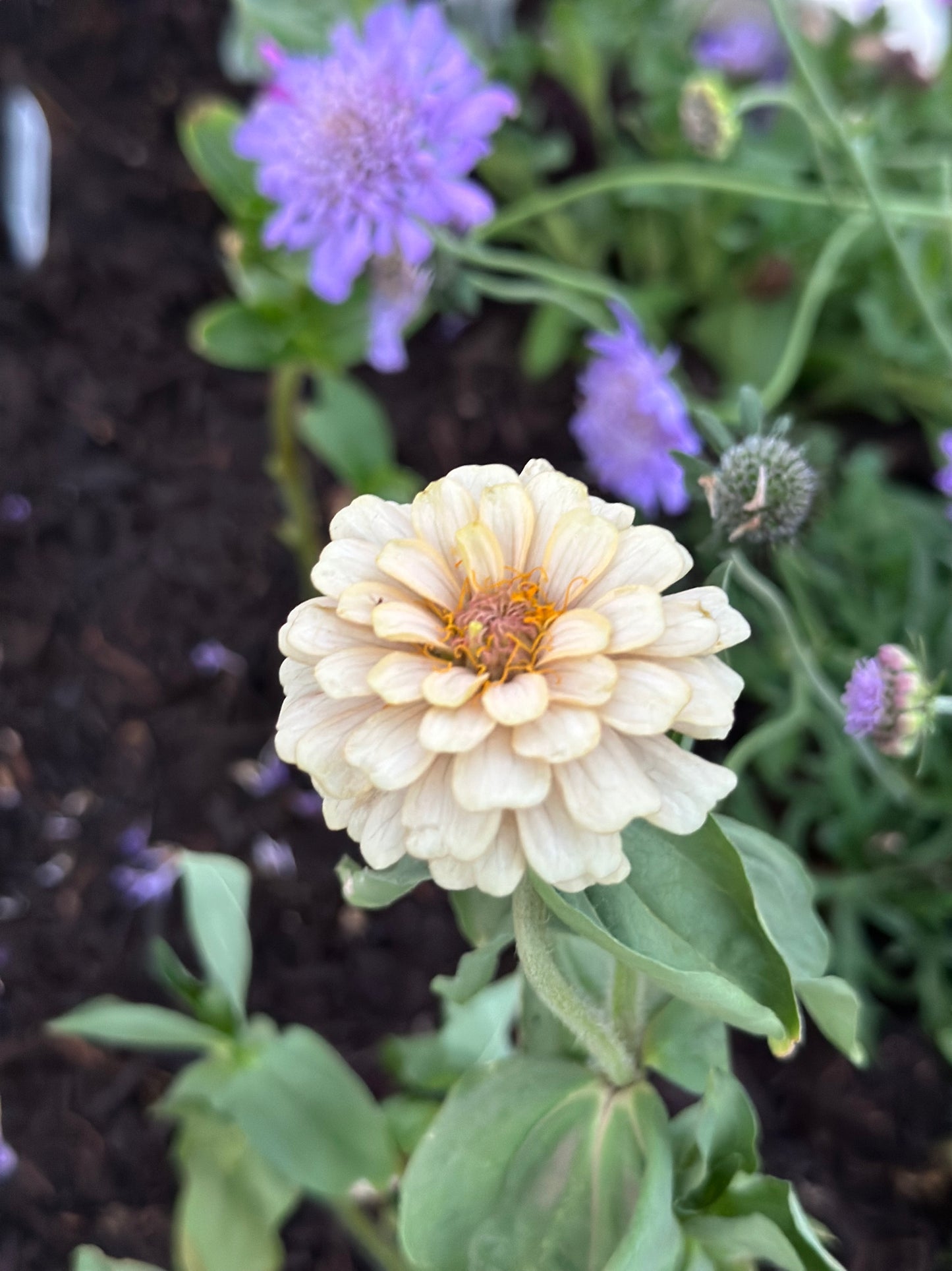 NEW!! Macaron Zinnia Seed Mix!