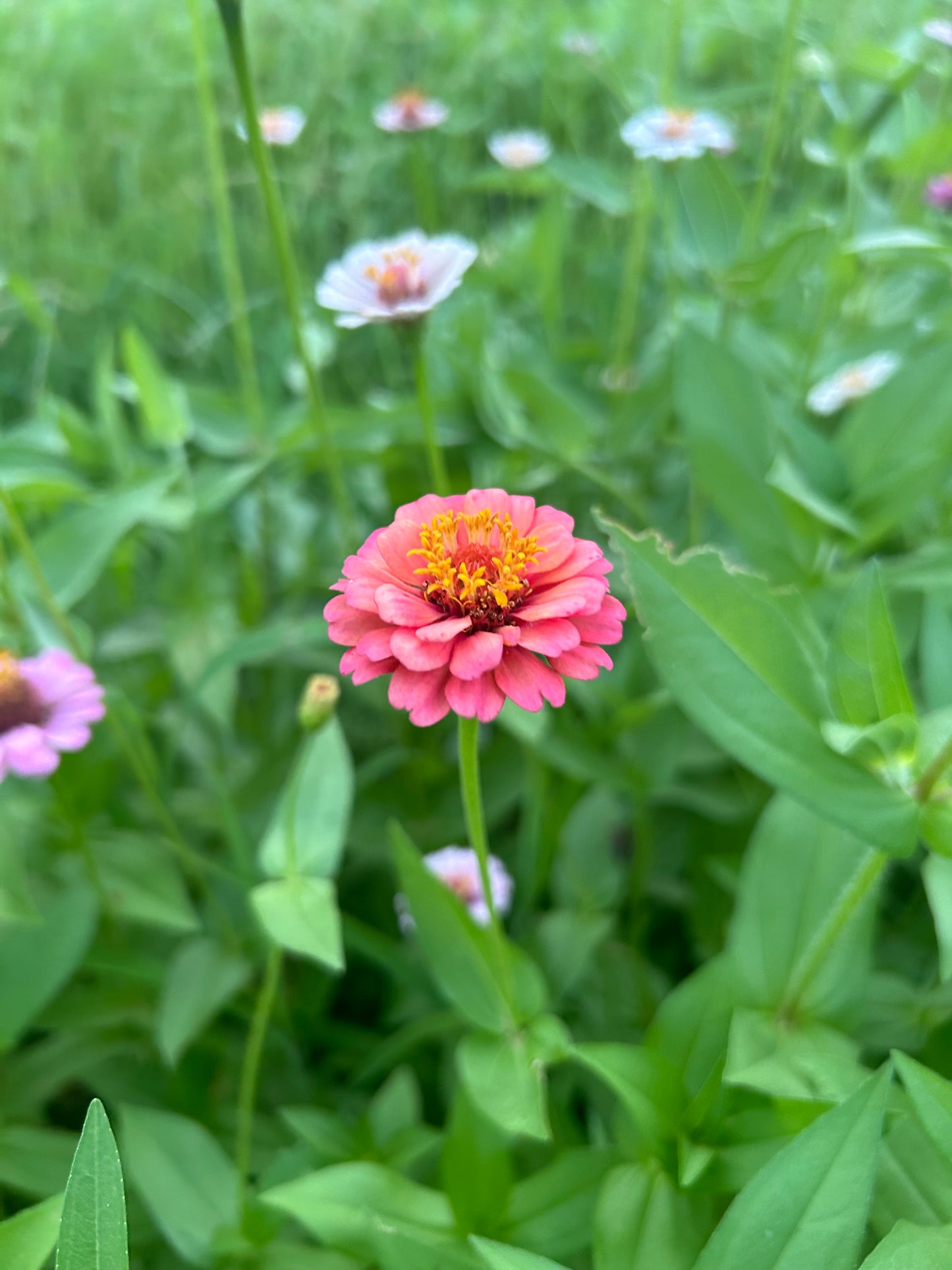 Mangonada Zinnia Seed Mix