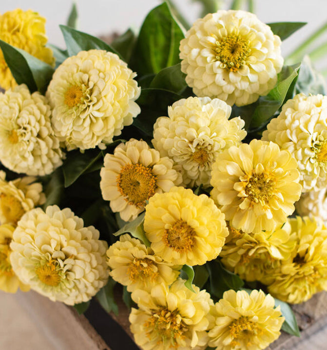 Oklahoma Ivory Zinnia Seeds