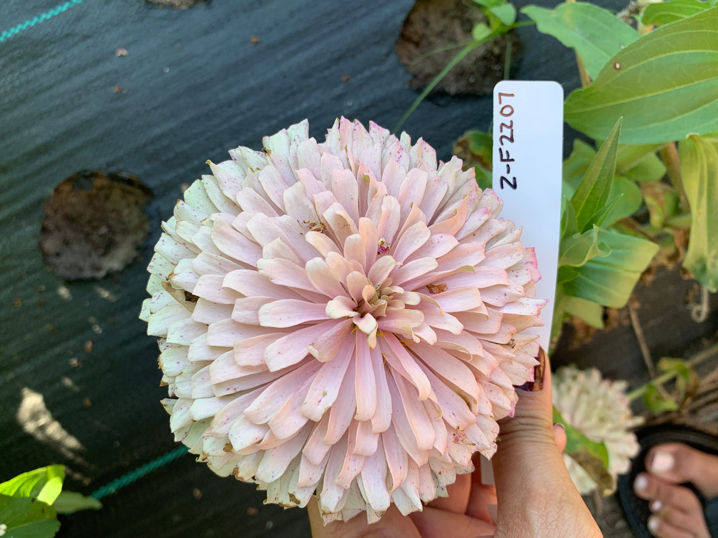 Mare’s Mix Zinnia Seeds