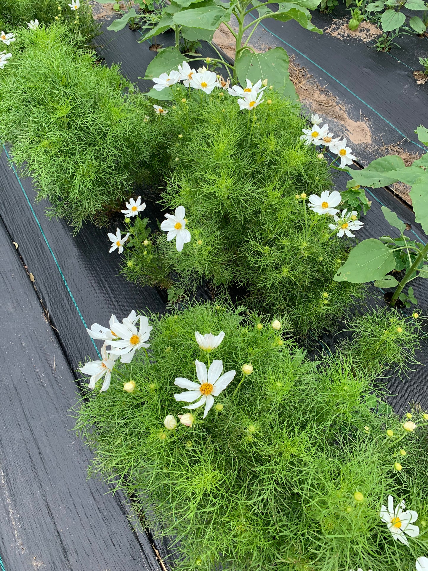 Purity Cosmos Cut Flower Seeds