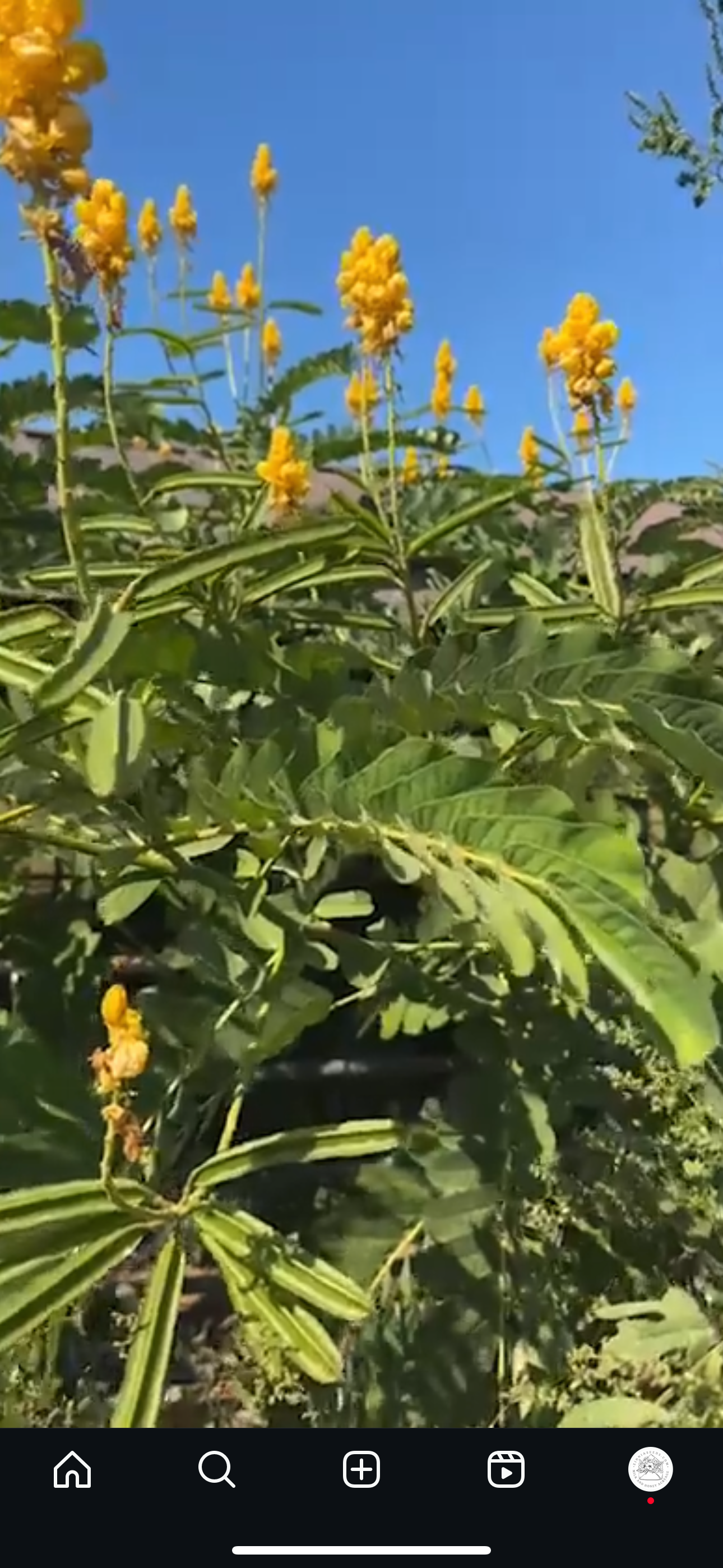 Candlestick Plant Cut Flower Seeds