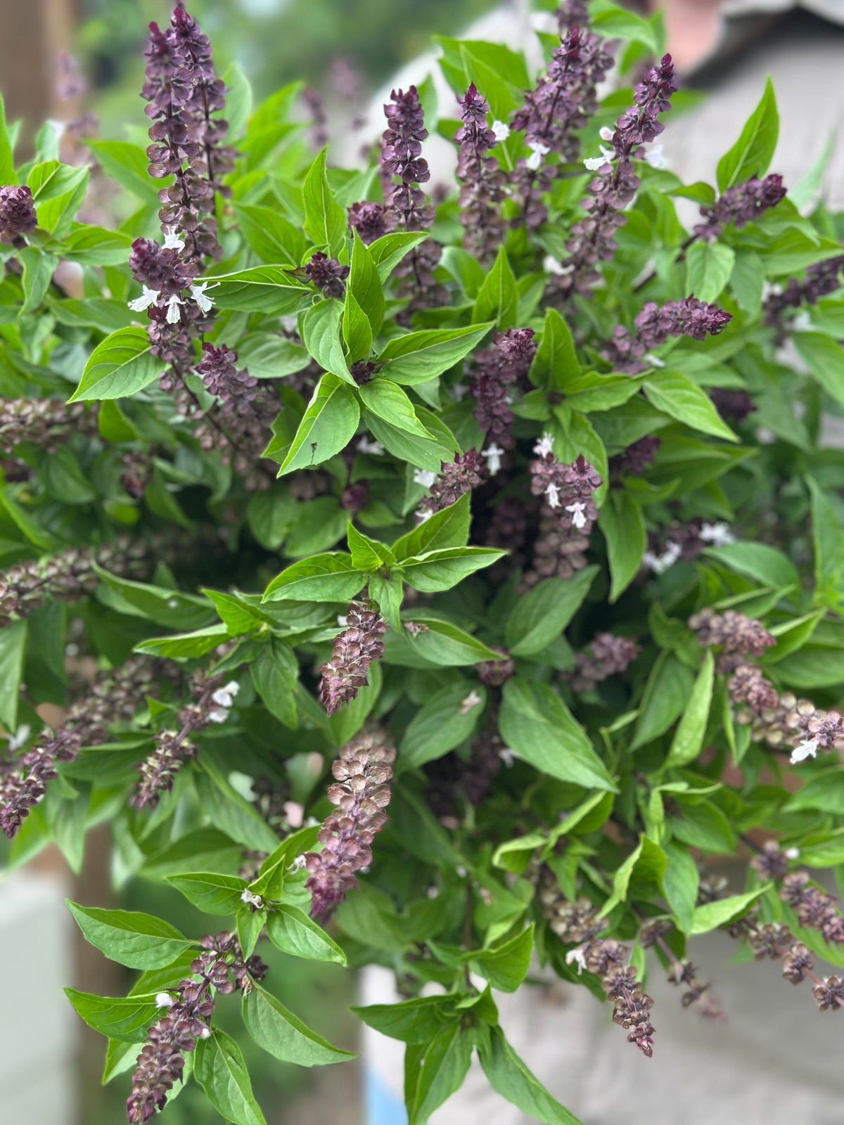 Thai Cutting Basil Cut Flower Seed