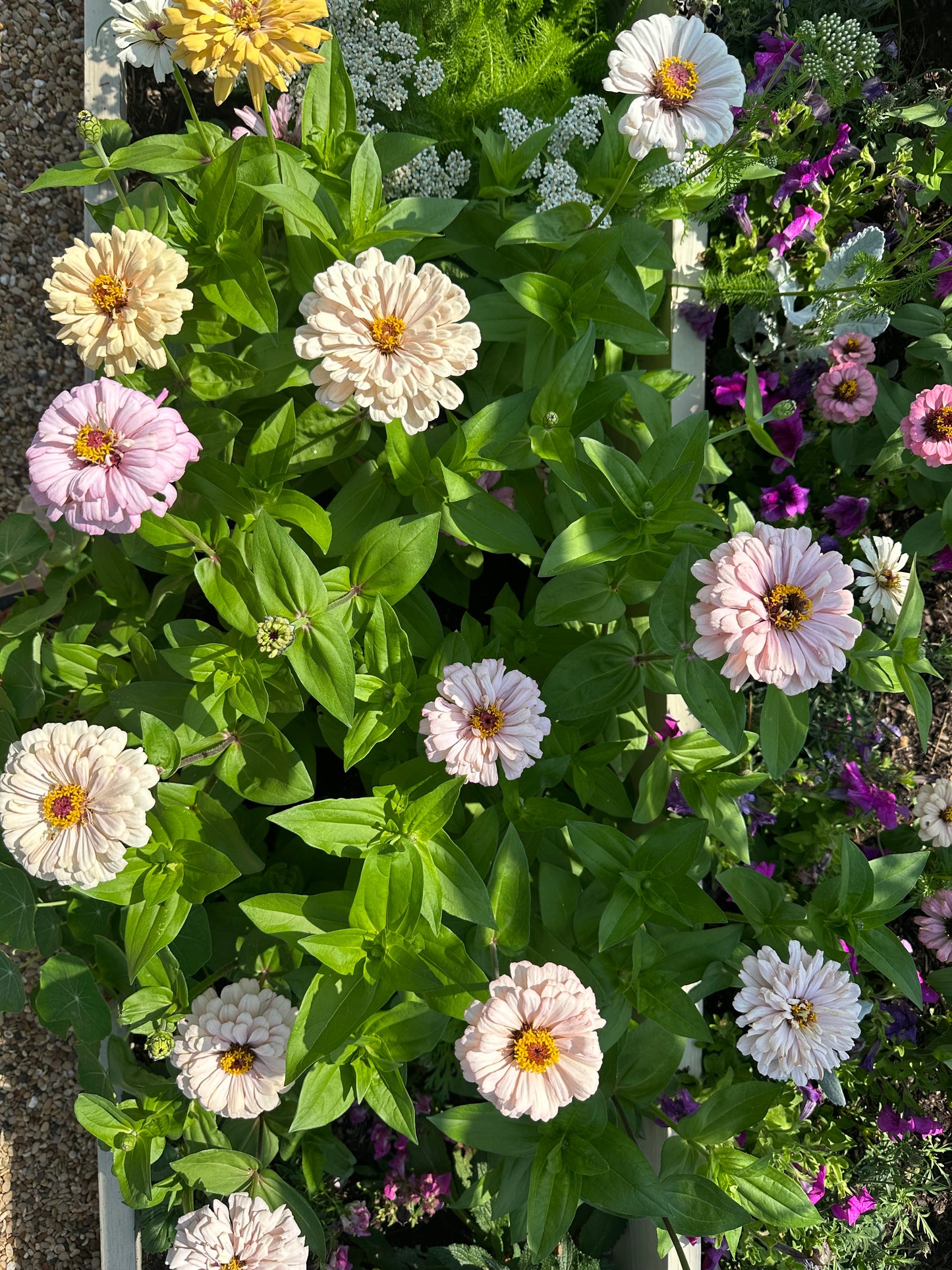 2025 Zinnia Seed Fundraiser Mix Pre-Order Shipping July 2025