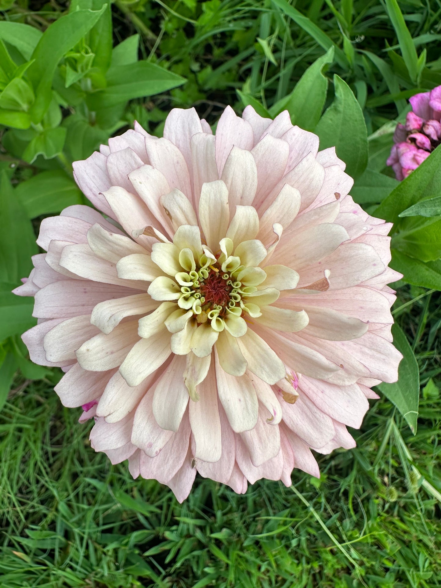 Pastel Pink Zinnia Seeds Breeder’s Pack