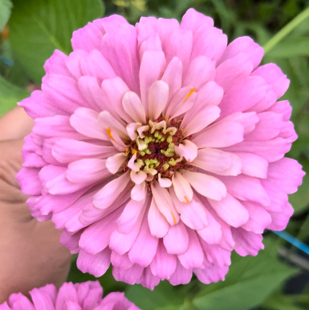 Pink Taffy Zinnia Seed Mix