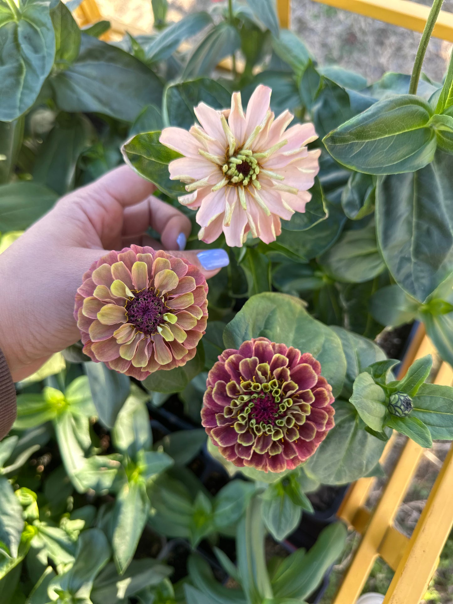 2025 Zinnia Seed Fundraiser Mix Pre-Order Shipping July 2025