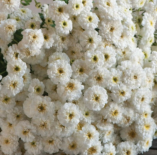 Tetra White Feverfew Cut Flower Seeds