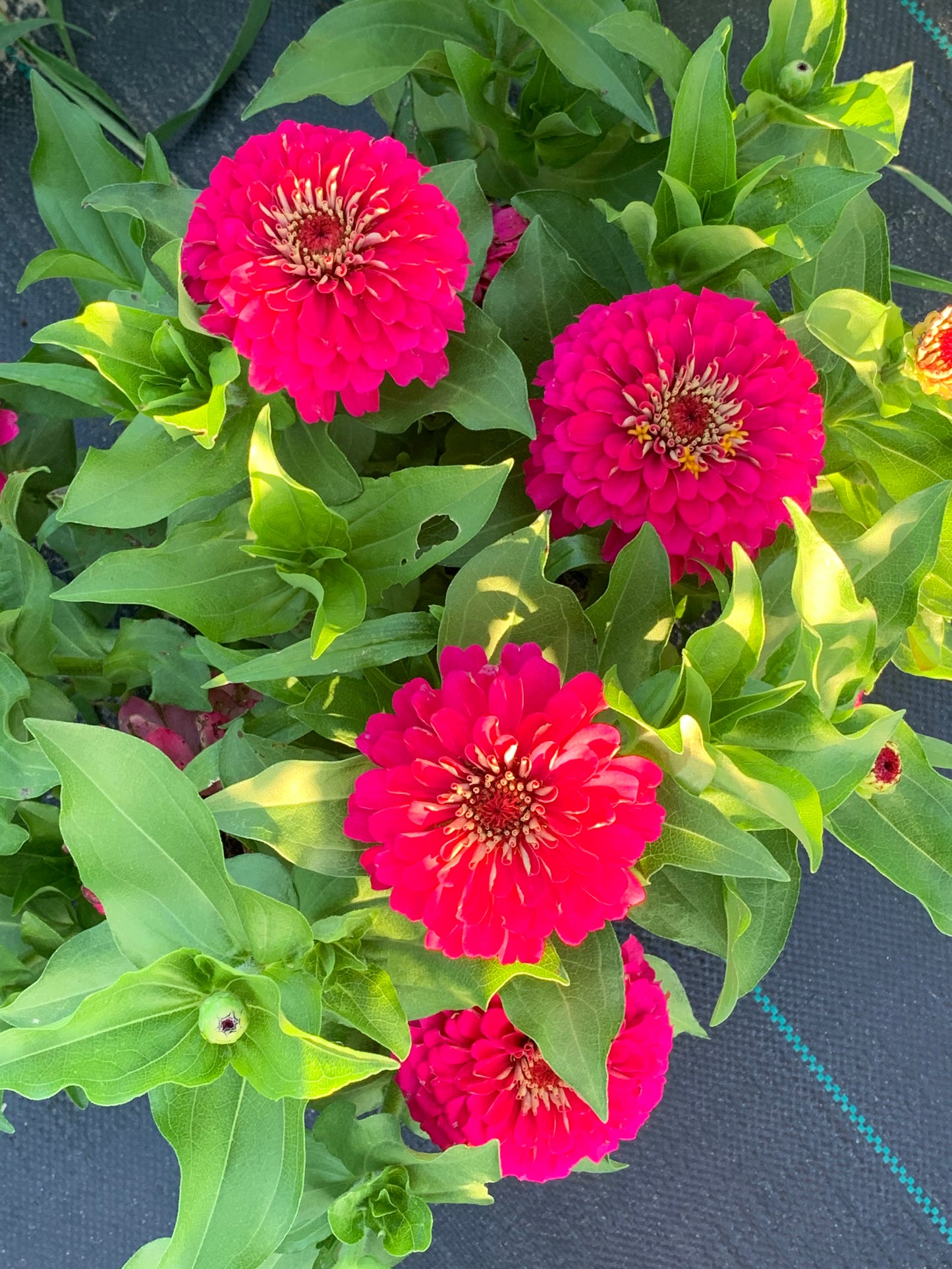 Raspberry Zinnia Seed Mix