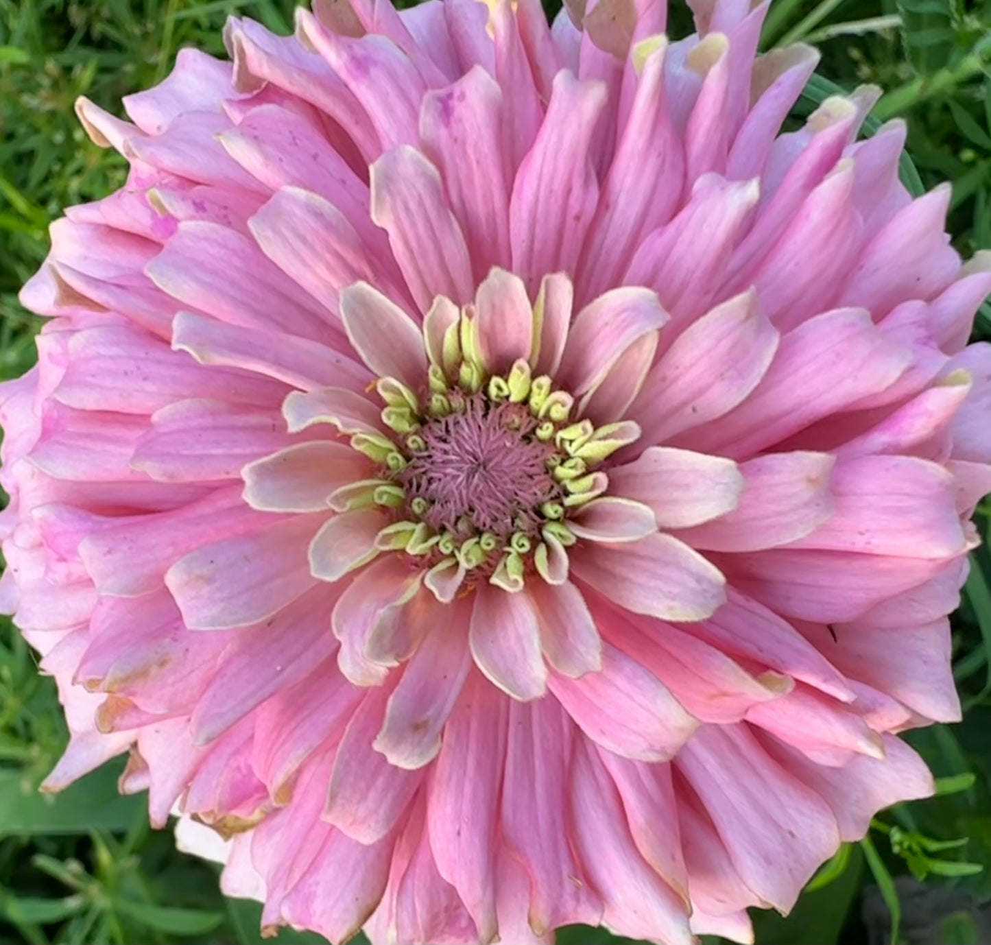 Pastel Pink Zinnia Seeds Breeder’s Pack