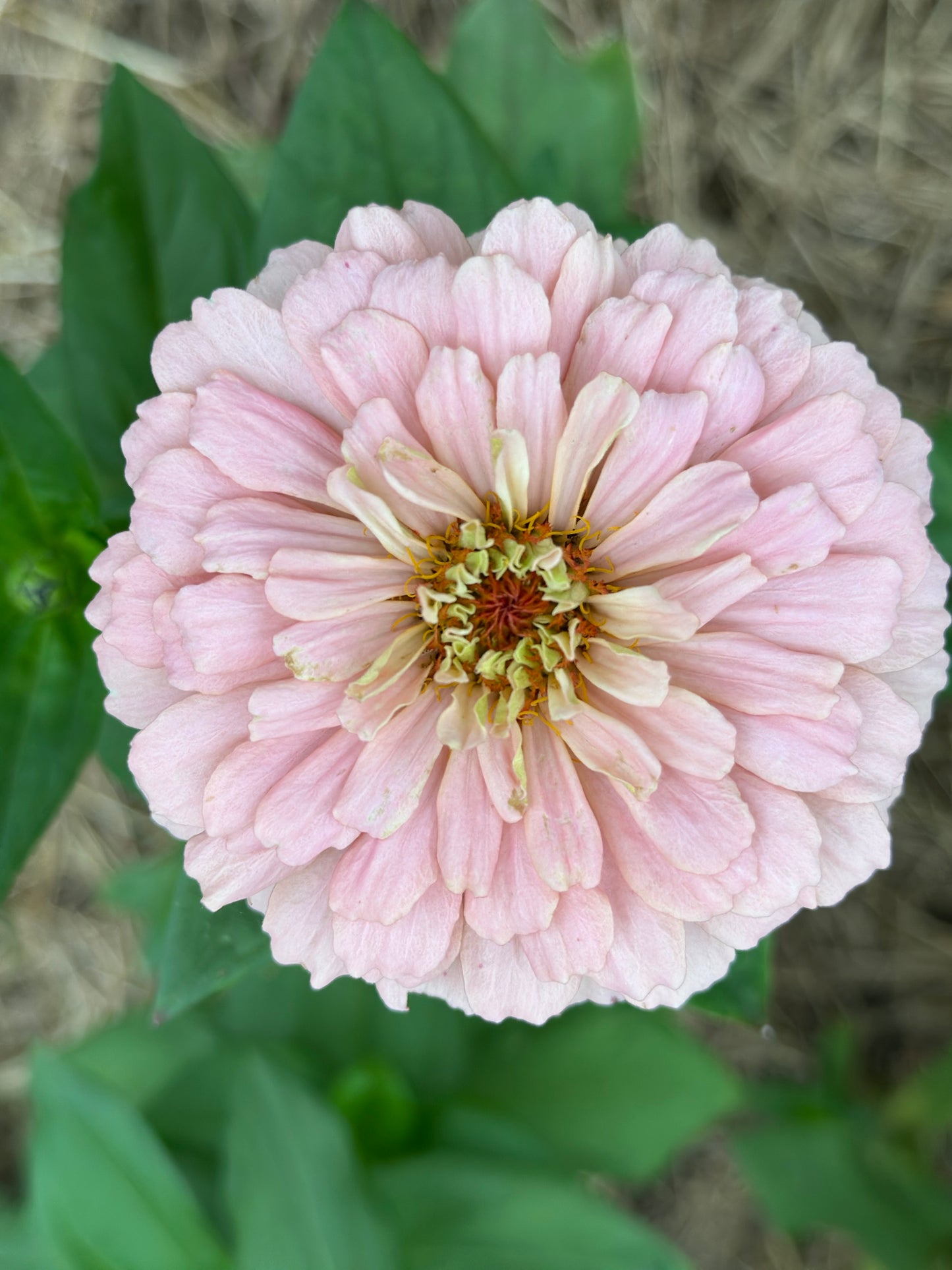 2025 Zinnia Seed Fundraiser Mix Pre-Order Shipping July 2025