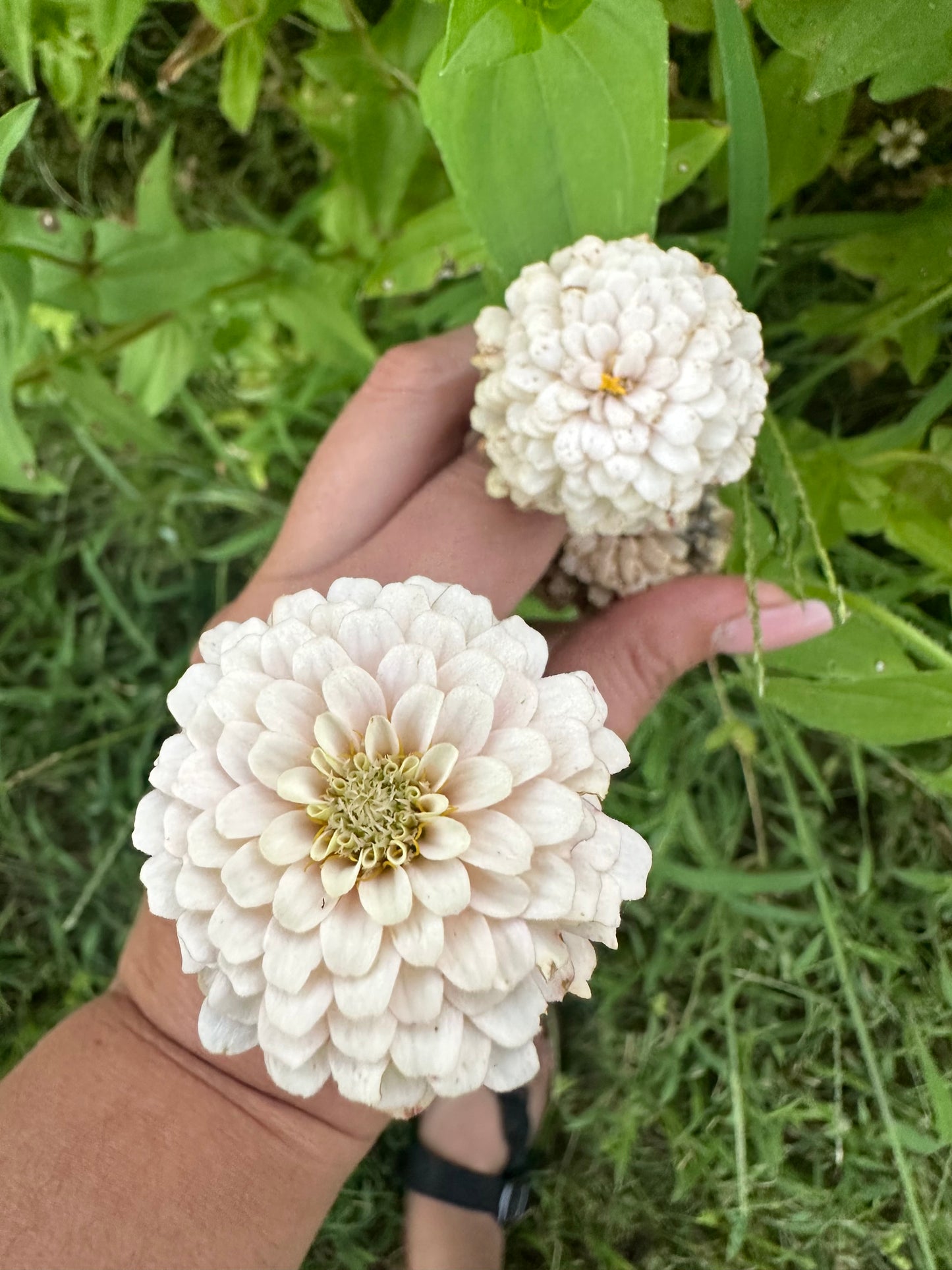 NEW!! Macaron Zinnia Seed Mix!