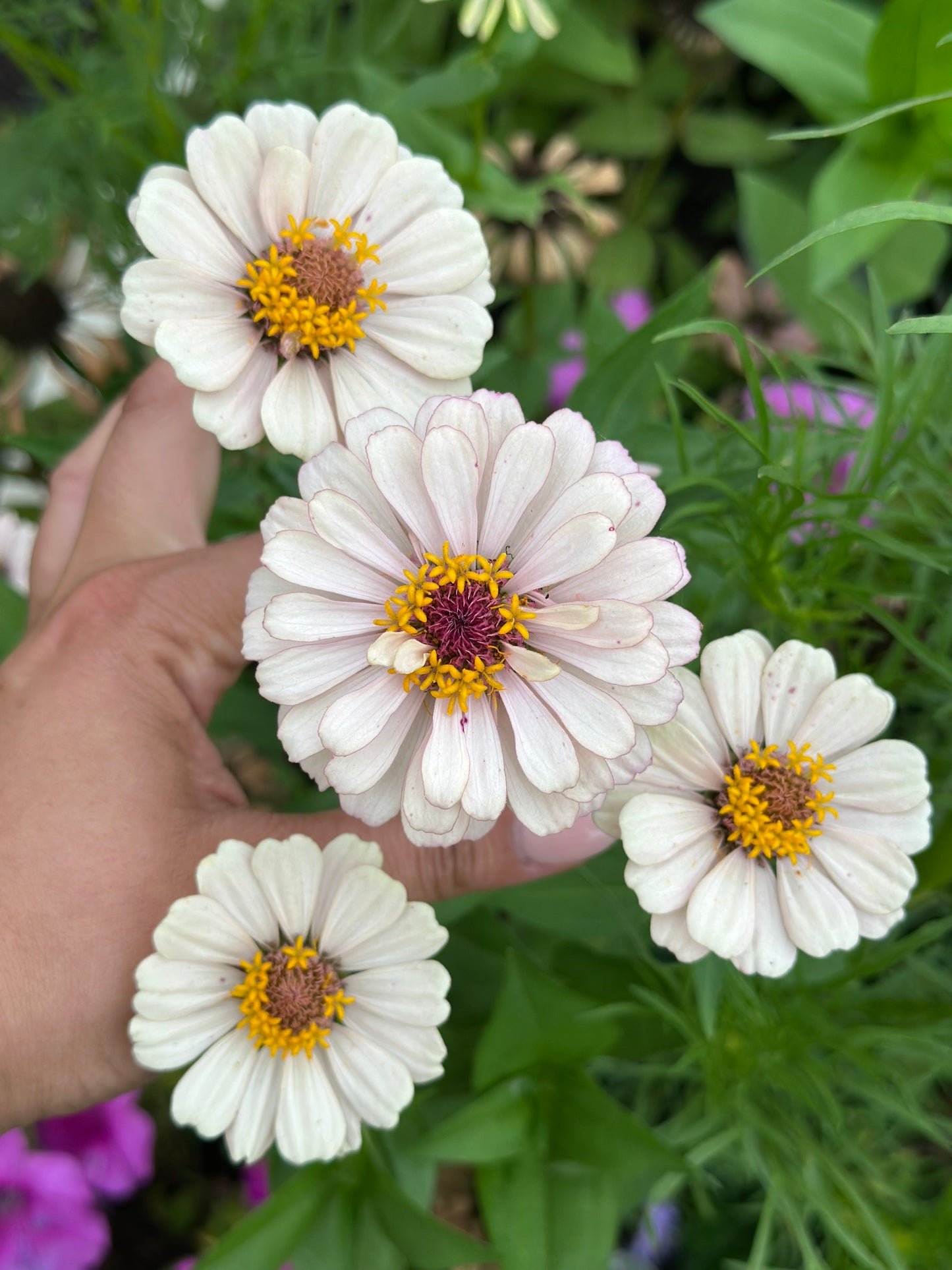 NEW!! Macaron Zinnia Seed Mix!