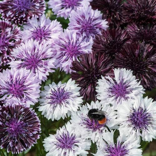 Classic Magic Bachelor Buttons Cut Flower Seeds